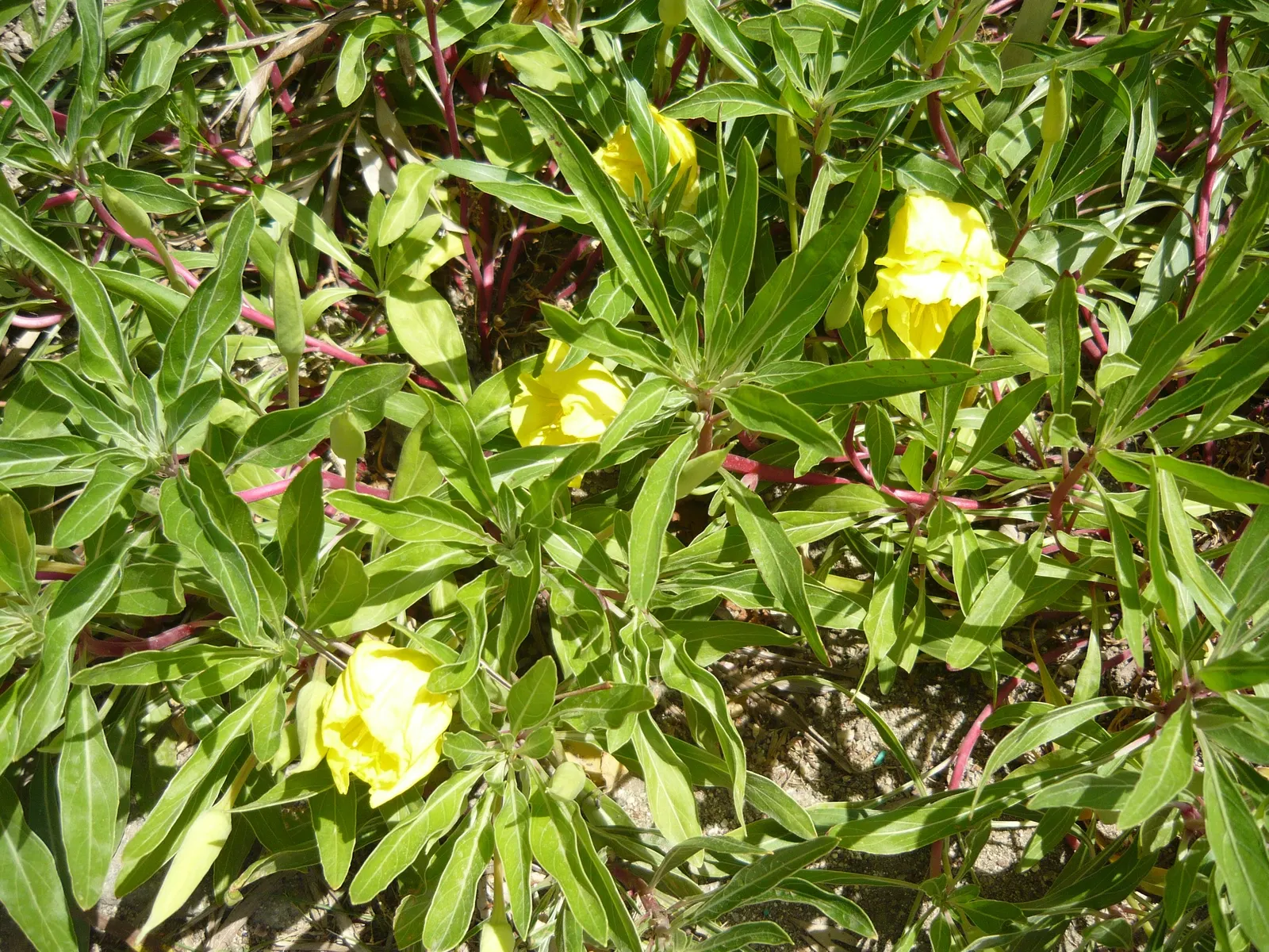 Missouri Primrose (Oenothera Missourensis) — Flourishes in well-drained soil in full sun, reaching 9-12 inches tall with a spread of 10-20 inches; its