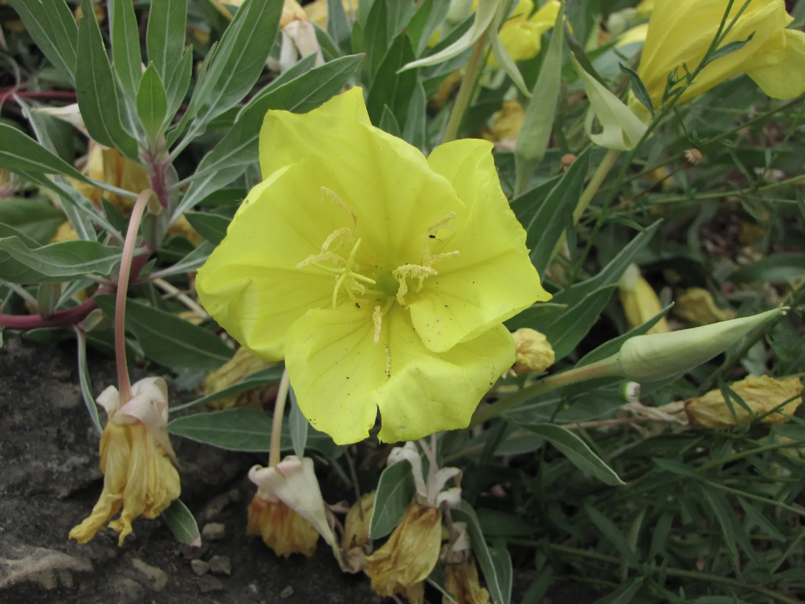 Missouri Primrose (Oenothera Missourensis) — Each saucer-shaped bloom measures about 3 to 5 inches in diameter; scientifically known as Oenothera missouriensis