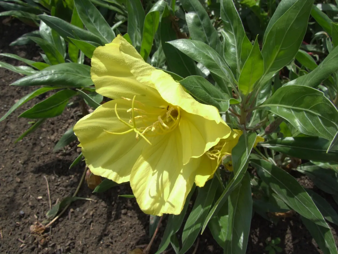 Missouri Primrose (Oenothera Missourensis) — with occasional watering during prolonged dry spells to maintain its luscious appearance