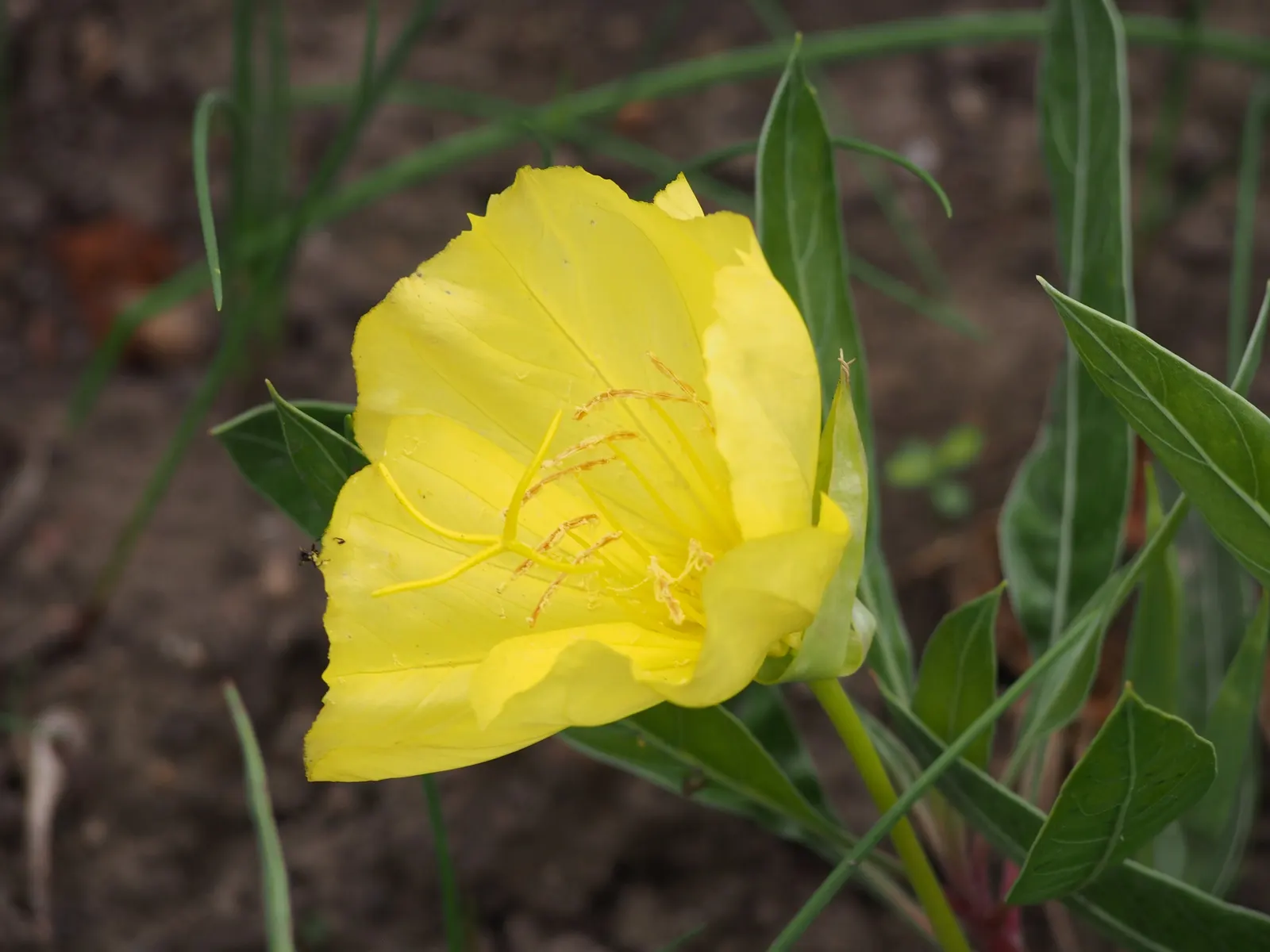 Missouri Primrose (Oenothera Missourensis) — and the front edges of borders; department of Agriculture hardiness zones 3 through 7