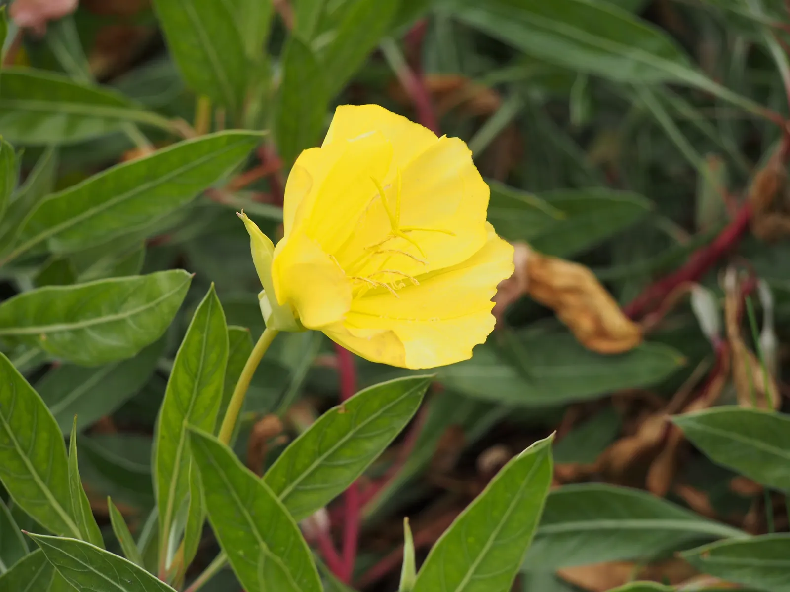 Missouri Primrose (Oenothera Missourensis) — This resilient native of central North America thrives in U.S; hardy in USDA Zones 3-7, displaying low-growing