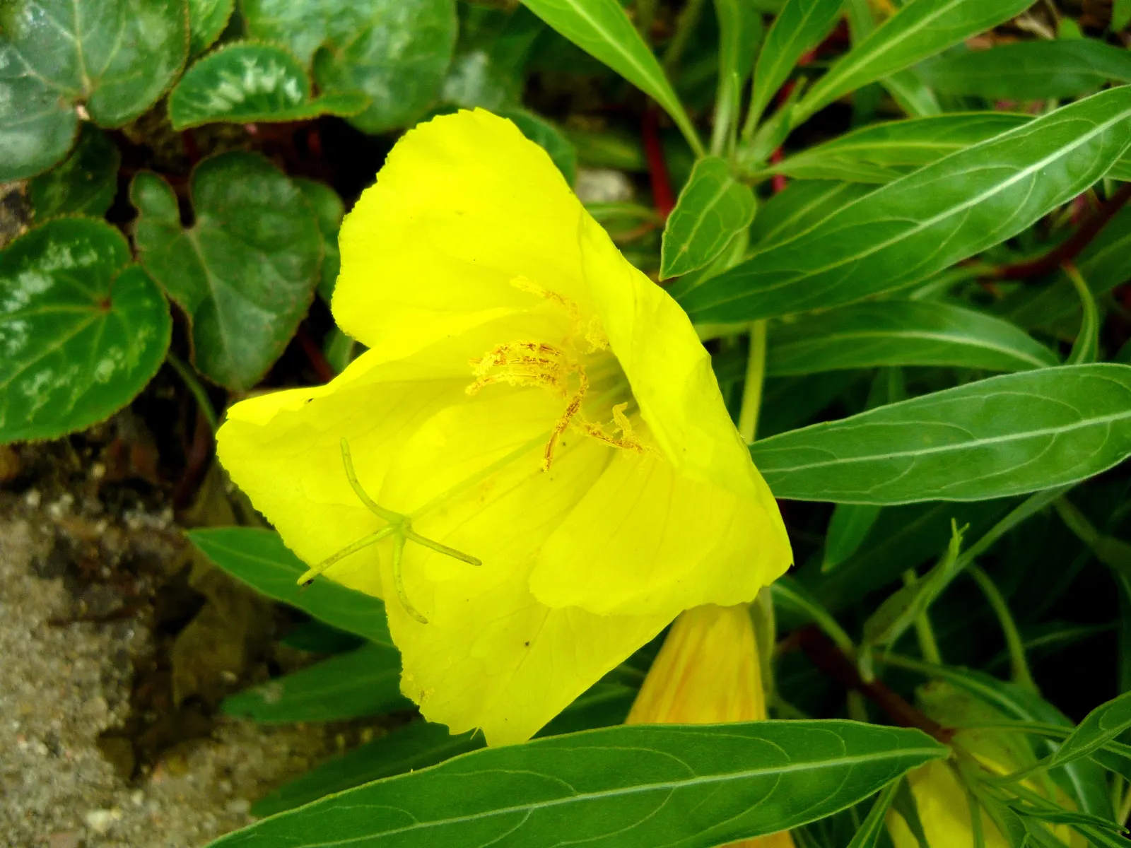 Missouri Primrose (Oenothera Missourensis) — scientifically known as Oenothera missouriensis; each saucer-shaped bloom measures about 3 to 5 inches in diameter