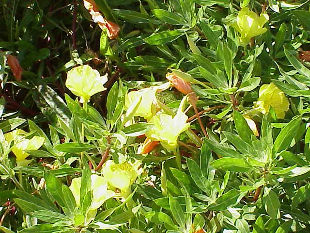 Missouri Primrose (Oenothera Missourensis) — Its low-growing habit makes it an excellent candidate for ground cover
