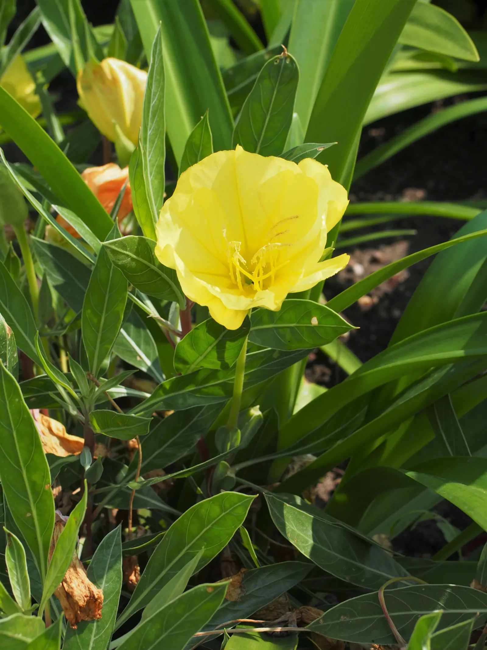 Missouri Primrose (Oenothera Missourensis) — Hardy in USDA Zones 3-7, displaying low-growing, sprawling habitat with dark green, lance-shaped leaves; this