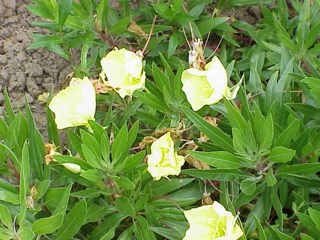 Missouri Primrose (Oenothera Missourensis) — yellow flowers in the garden