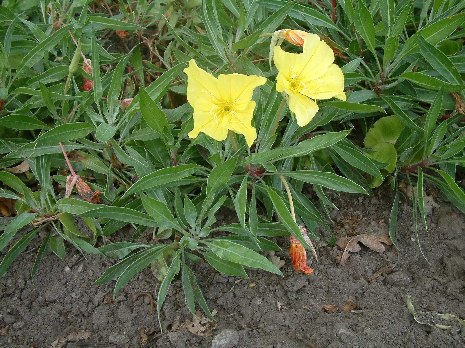 Missouri Primrose (Oenothera Missourensis) — Add this drought-tolerant beauty to a xeriscape or dry area
