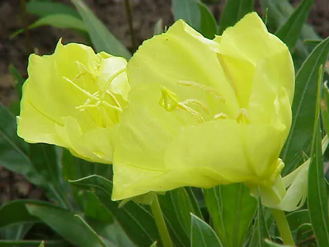 Missouri Primrose (Oenothera Missourensis) — Flourishes in well-drained soil in full sun, reaching 9-12 inches tall with a spread of 10-20 inches