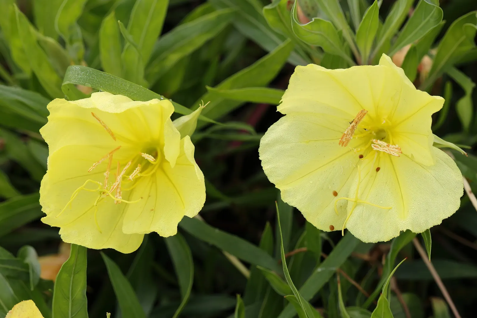 Missouri Primrose (Oenothera Missourensis) — yellow flowers up to 5 inches wide; blooms from late spring to early fall, attracting pollinators