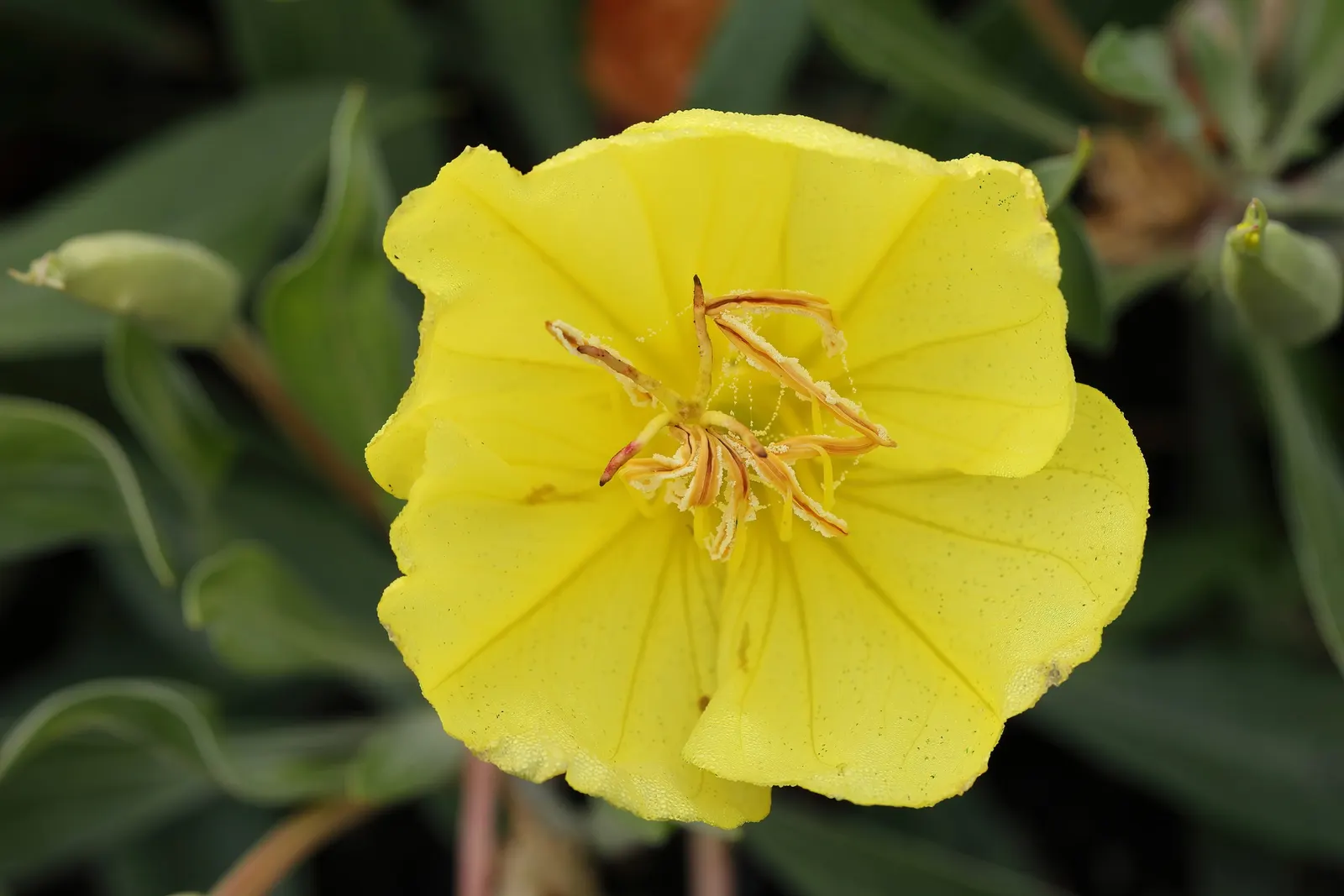 Missouri Primrose (Oenothera Missourensis) — making this splendid perennial a favorite among both landscapers and homeowners