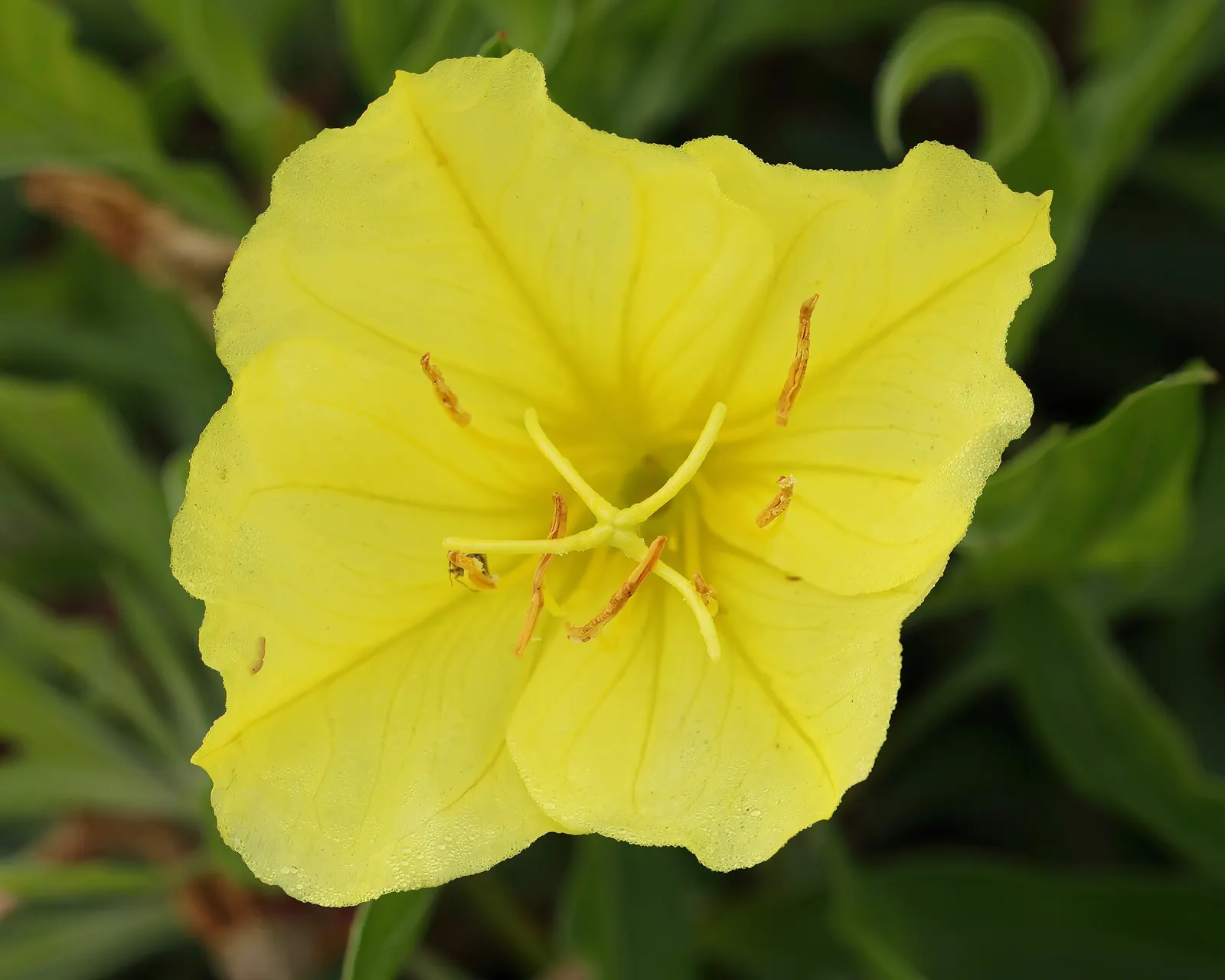 Missouri Primrose (Oenothera Missourensis) — Ideal for rock gardens, borders, and naturalized areas