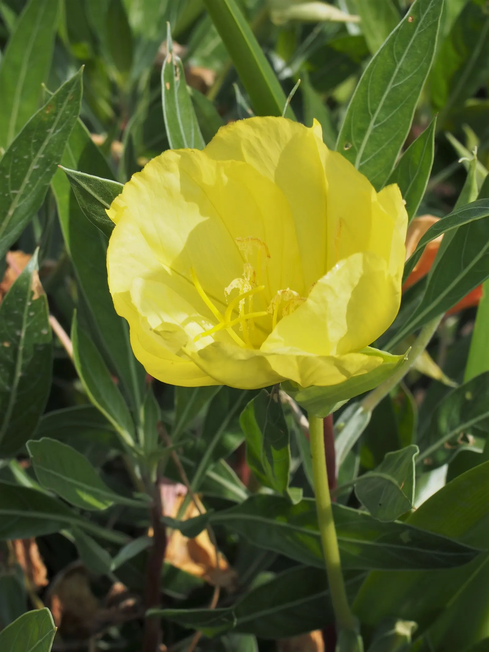 Missouri Primrose (Oenothera Missourensis) — Blooms from late spring to early fall, attracting pollinators; yellow flowers up to 5 inches wide