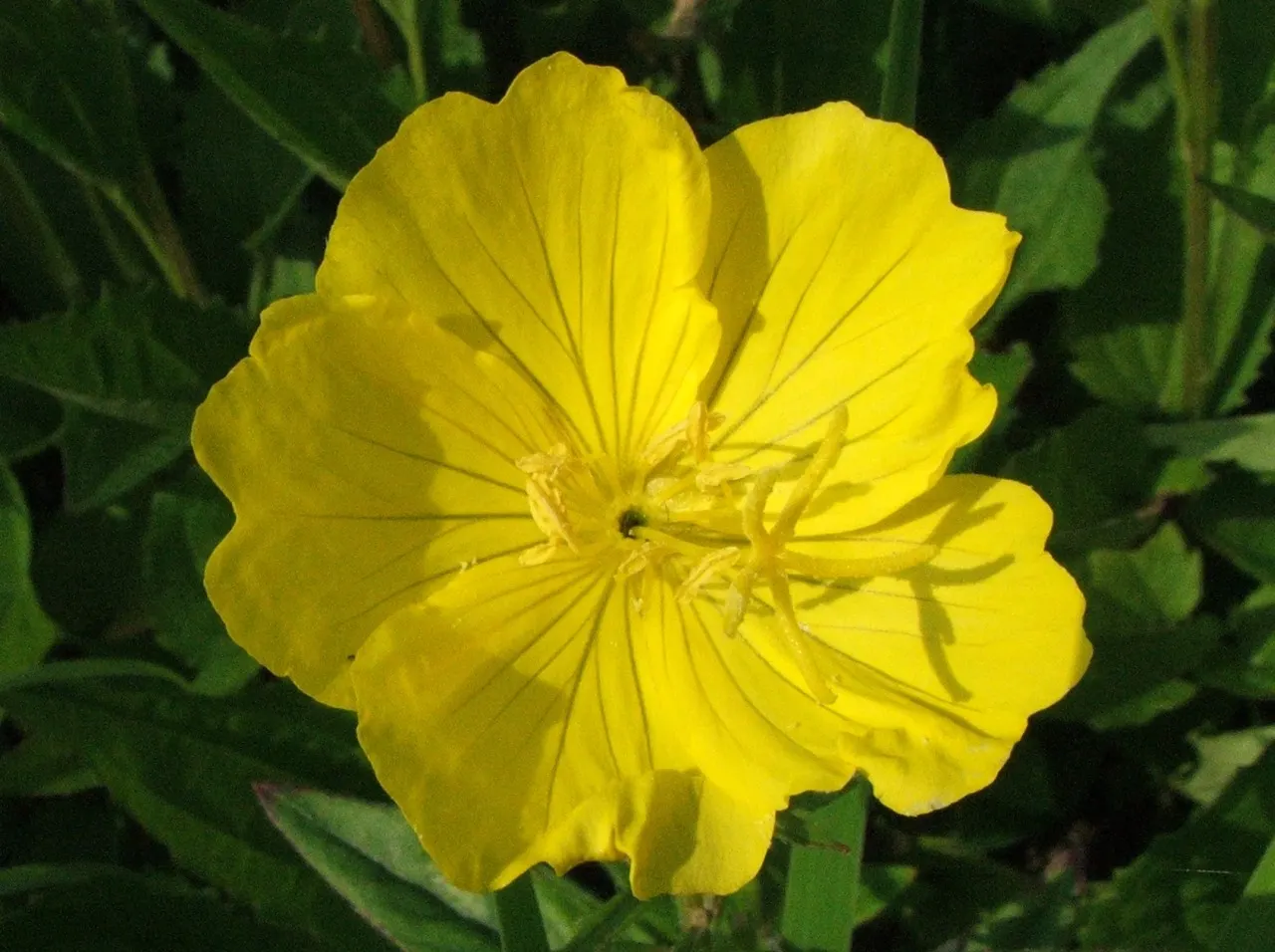 Missouri Primrose (Oenothera Missourensis) — the Missouri Primrose requires well-drained soil to prevent root rot
