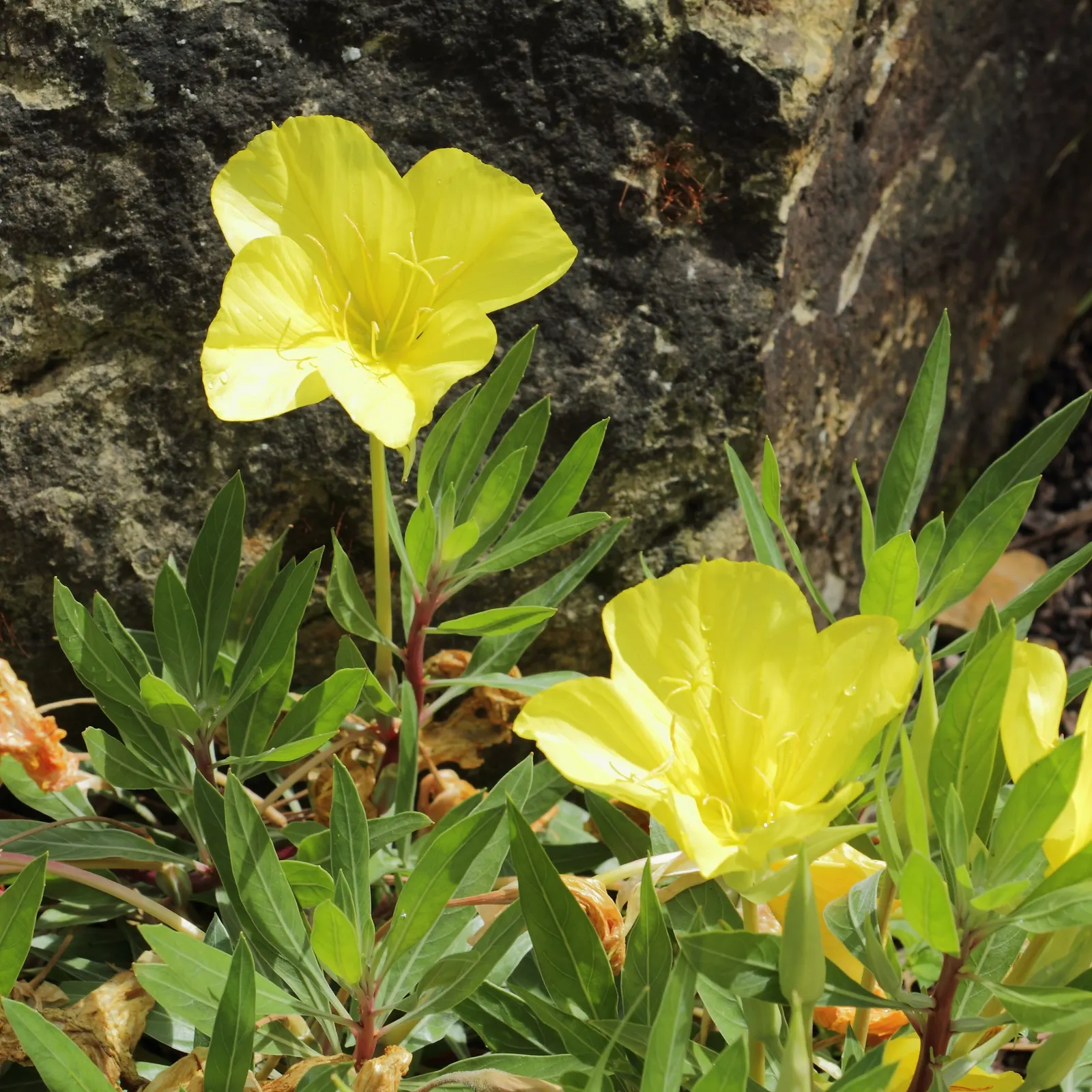 Missouri Primrose (Oenothera Missourensis) — Its low-growing habit makes it an excellent candidate for ground cover; flourishes in well-drained soil in full