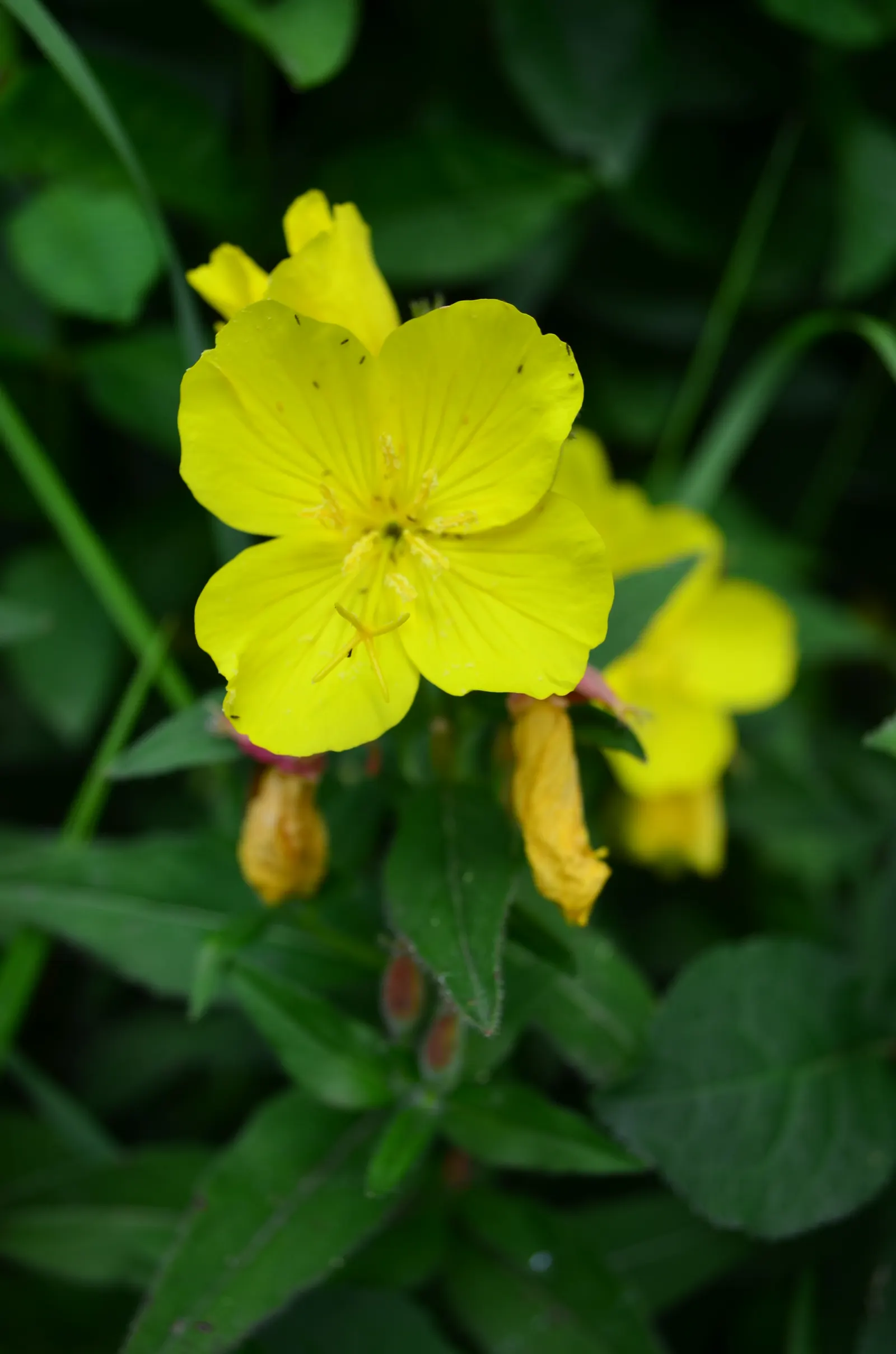 Missouri Primrose (Oenothera Missourensis) — ground cover / perennial for full or half; making this splendid perennial a favorite among both landscapers and