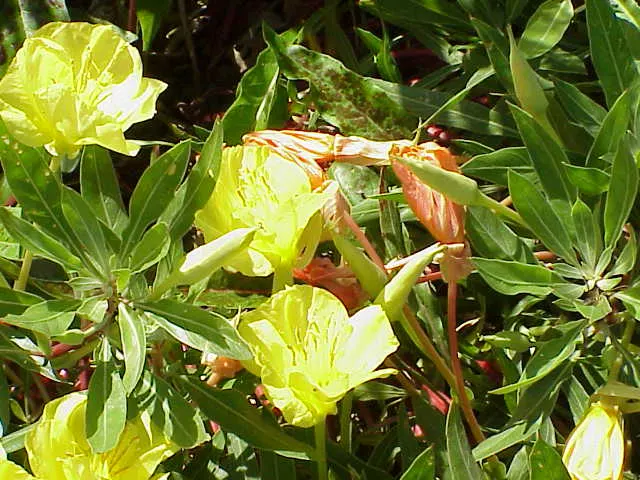 Missouri Primrose (Oenothera Missourensis) — Hardy in USDA Zones 3-7, displaying low-growing, sprawling habitat with dark green, lance-shaped leaves