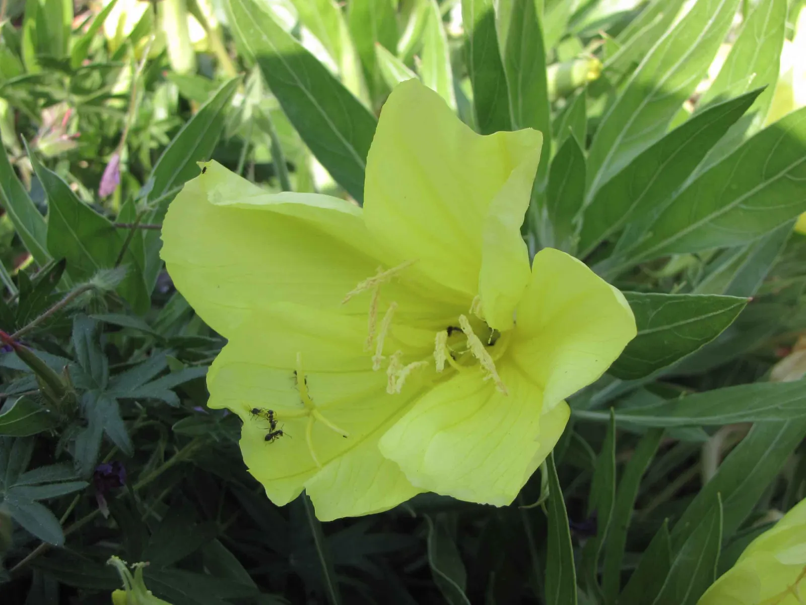 Missouri Primrose (Oenothera Missourensis) — with occasional watering during prolonged dry spells to maintain its luscious appearance; ideal for rock gardens