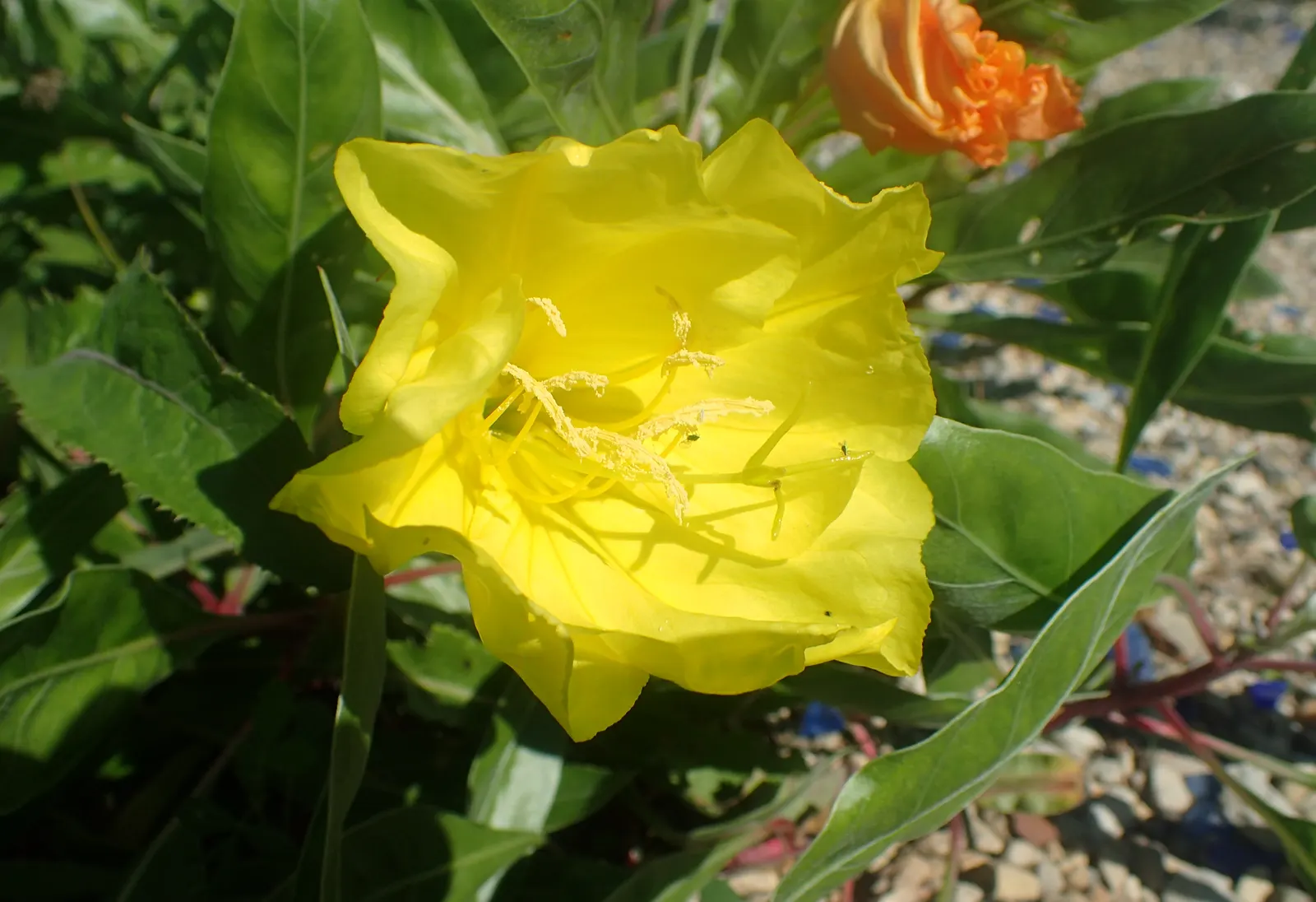 Missouri Primrose (Oenothera Missourensis) — Hardy in USDA Zones 3-7, displaying low-growing, sprawling habitat with dark green, lance-shaped, image 53