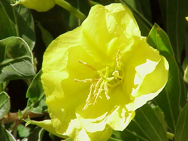 Missouri Primrose (Oenothera Missourensis) — Minimal maintenance is needed