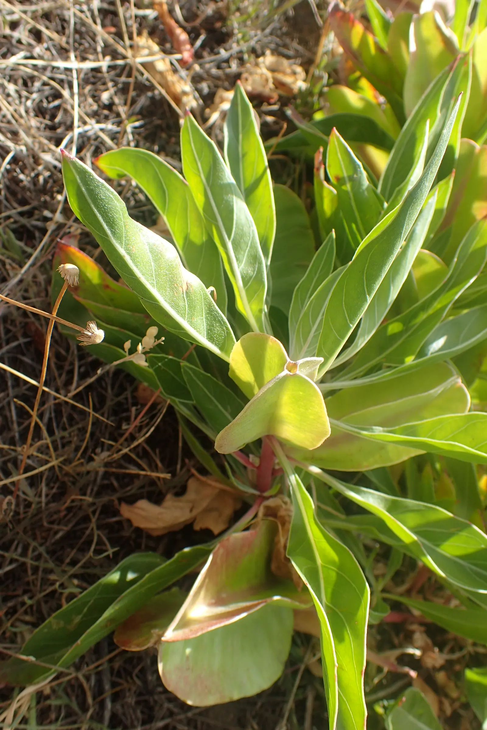 Missouri Primrose (Oenothera Missourensis) — yellow flowers up to 5 inches wide; blooms from late spring to early fall, attracting pollinators, image 49