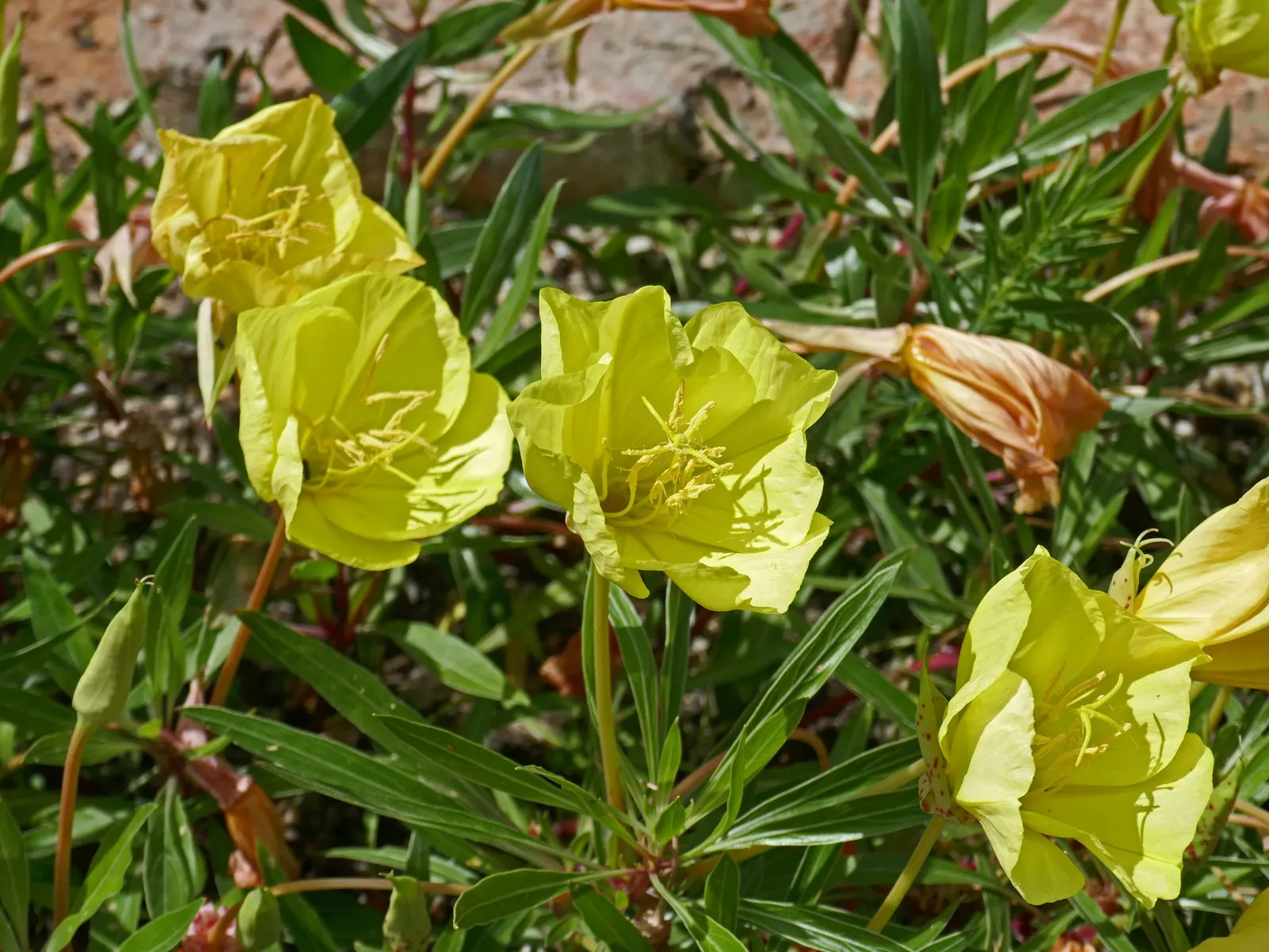 Missouri Primrose (Oenothera Missourensis) — Blooms from late spring to early fall, attracting pollinators; yellow flowers up to 5 inches wide, image 52