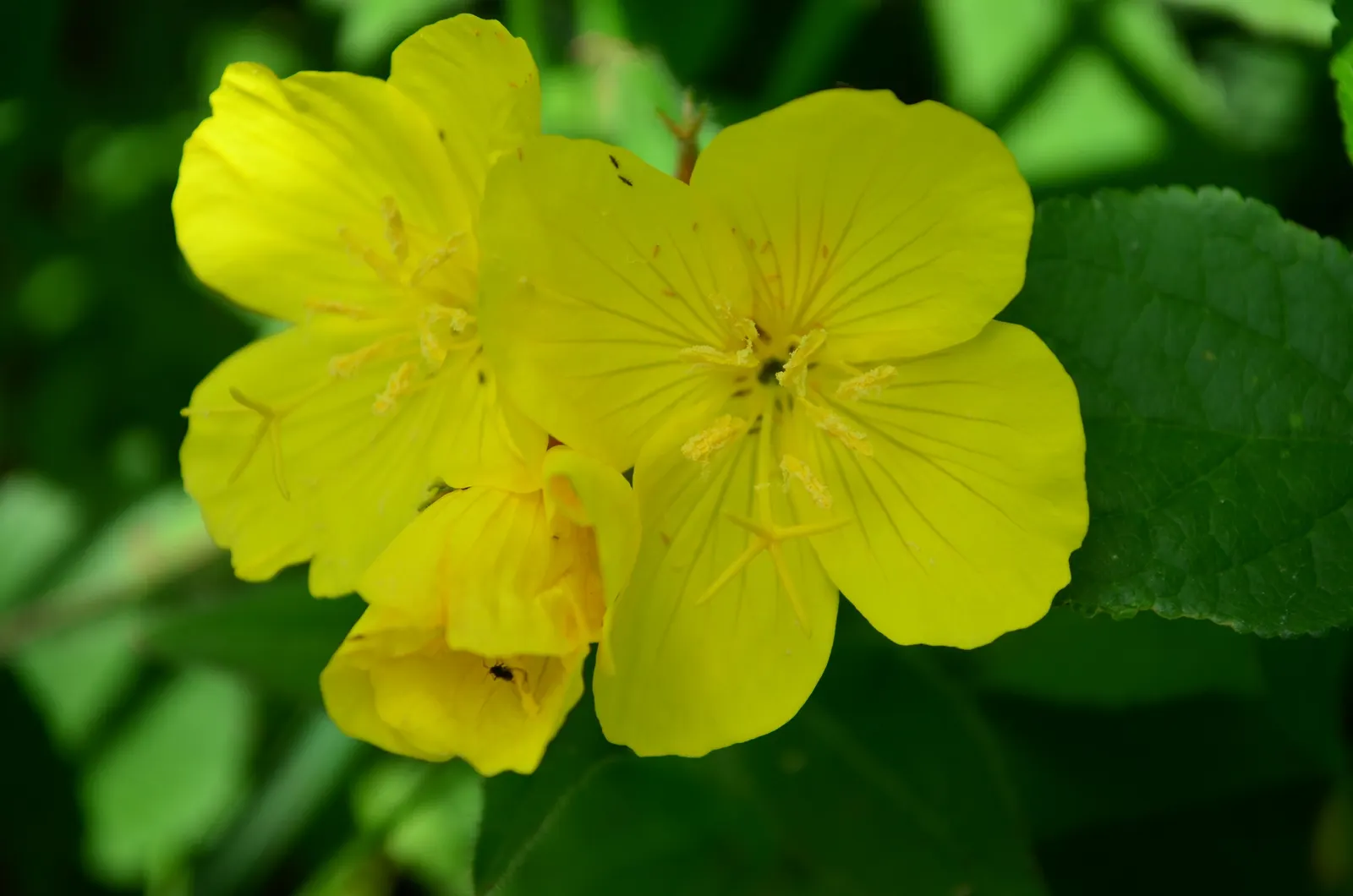 Missouri Primrose (Oenothera Missourensis) — Flourishes in well-drained soil in full sun, reaching 9-12 inches tall with a spread of 10-20 inches, image 50
