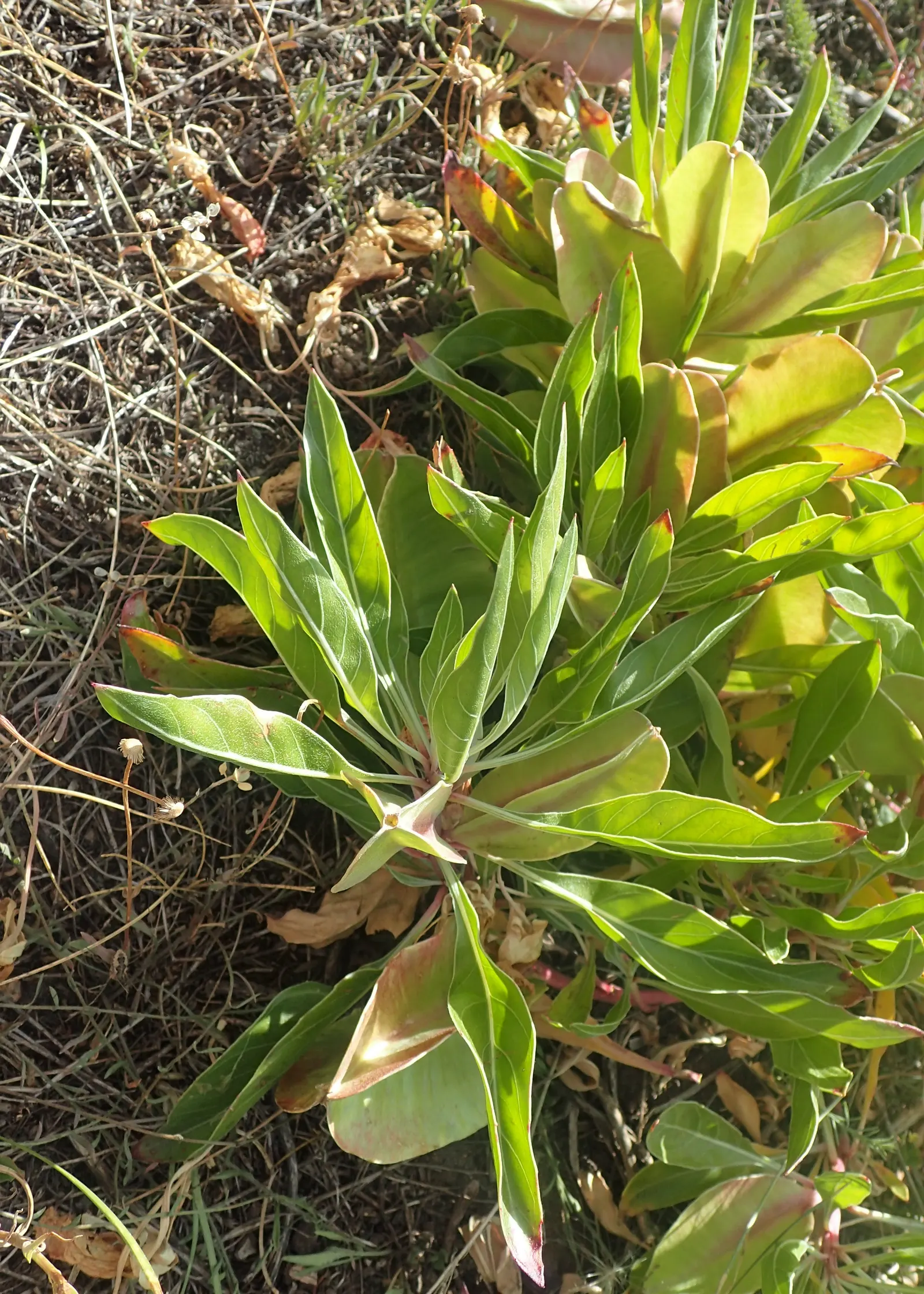 Missouri Primrose (Oenothera Missourensis) — forming eye-catching basal rosettes
