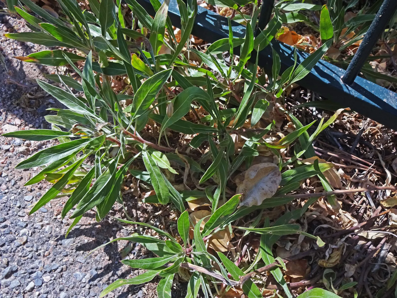 Missouri Primrose (Oenothera Missourensis) — Ideal for rock gardens, borders, and naturalized areas; with occasional watering during prolonged dry, image 51