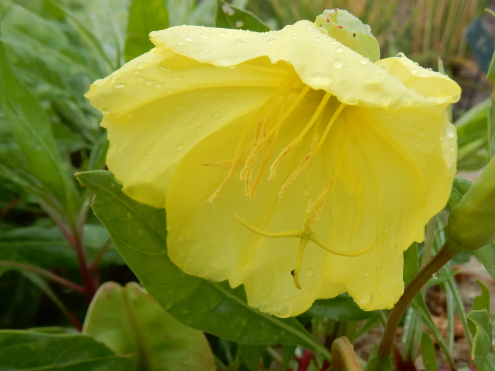 Missouri Primrose (Oenothera Missourensis) — yellow flowers up to 5 inches wide