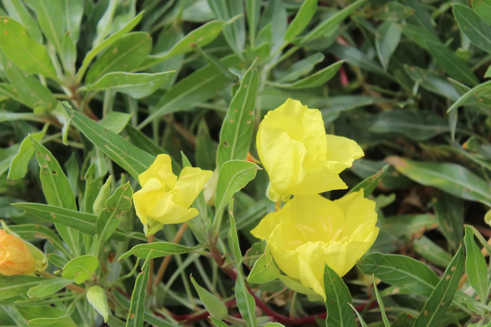 Missouri Primrose (Oenothera Missourensis) — ground cover / perennial with yellow blooms; which are medium green and can grow up to 3 to 6 inches