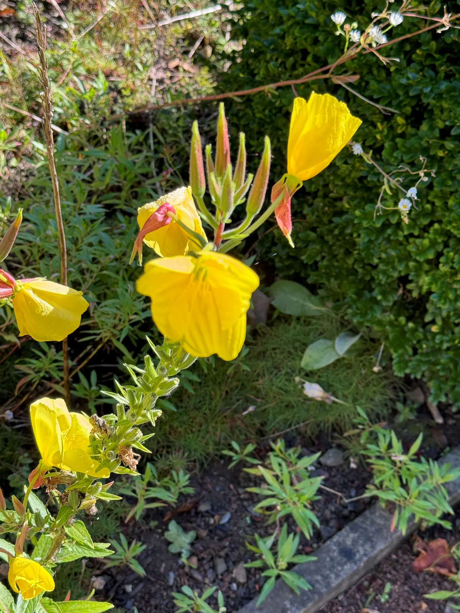 Missouri Primrose (Oenothera Missourensis) — which are medium green and can grow up to 3 to 6 inches long.<br><br>From late spring to early fall; ground cover