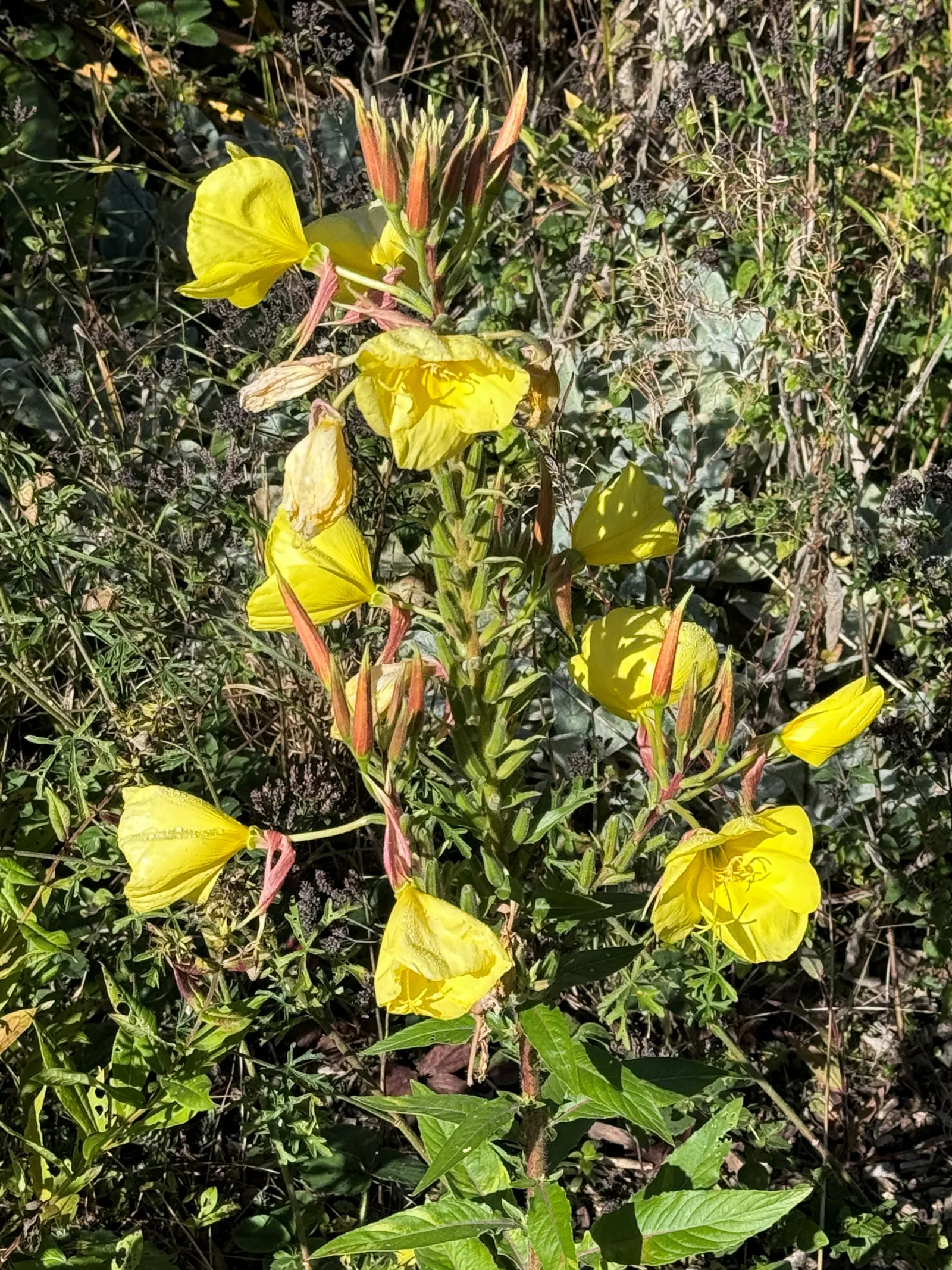 Missouri Primrose (Oenothera Missourensis) — is a captivating perennial that brings a distinctive splash of color to any landscape project; yellow flowers in