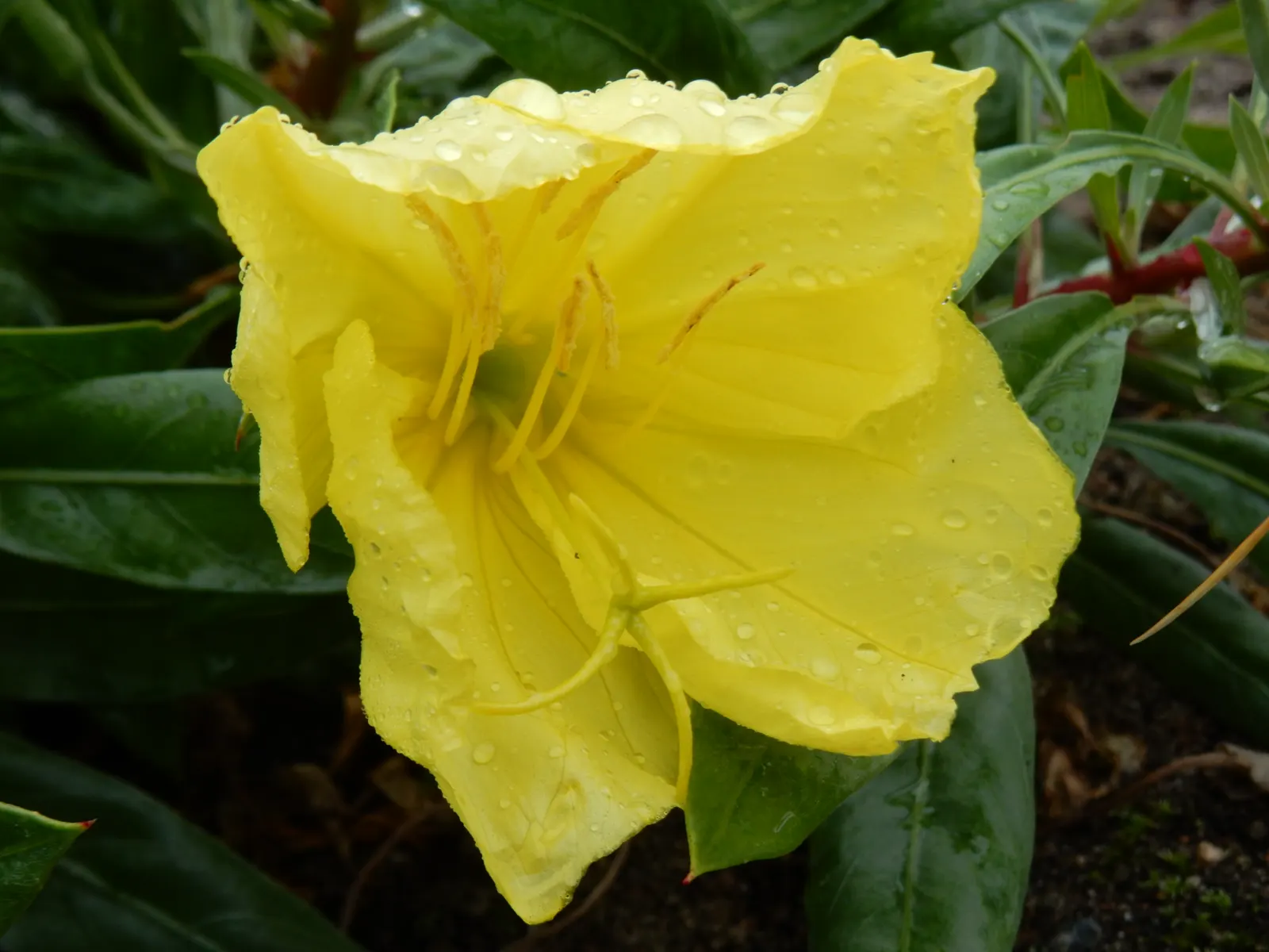 Missouri Primrose (Oenothera Missourensis) — knowing that once established