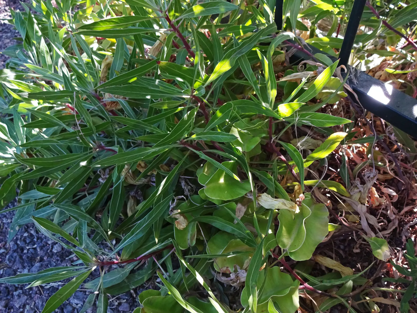 Missouri Primrose (Oenothera Missourensis) — Each saucer-shaped bloom measures about 3 to 5 inches in diameter