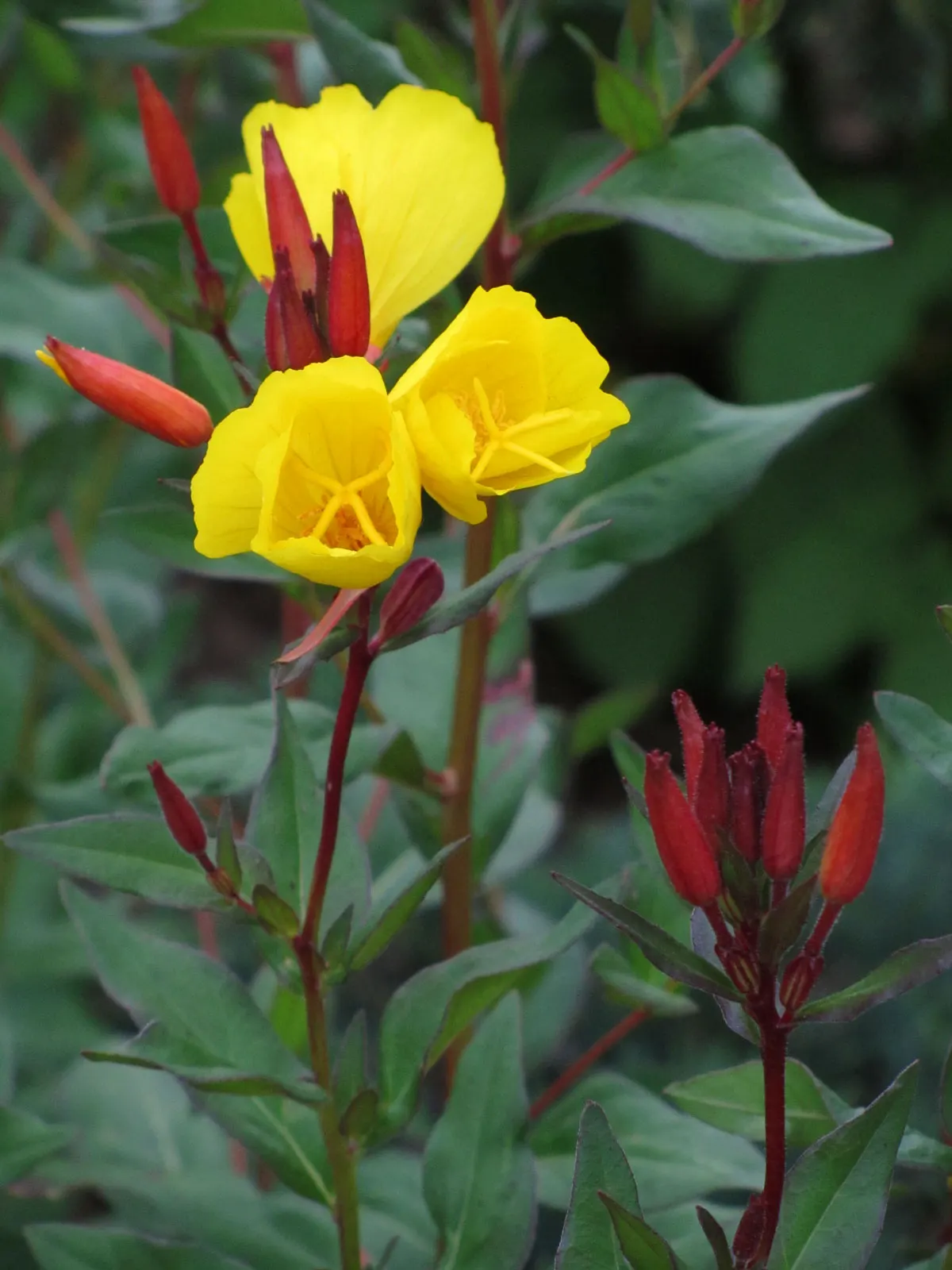 Missouri Primrose (Oenothera Missourensis) — Ideal for rock gardens, borders, and naturalized areas; with occasional watering during prolonged dry spells to