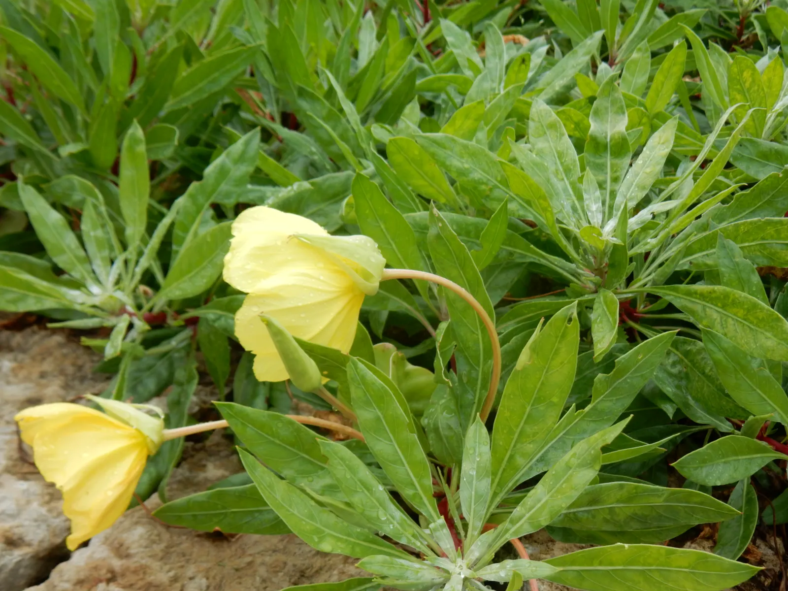 Missouri Primrose (Oenothera Missourensis) — ground cover / perennial with yellow blooms