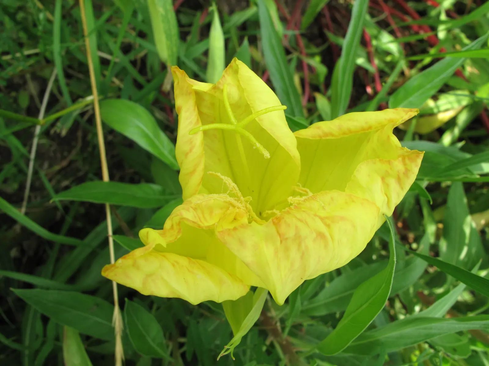 Missouri Primrose (Oenothera Missourensis) — Minimal maintenance is needed; knowing that once established