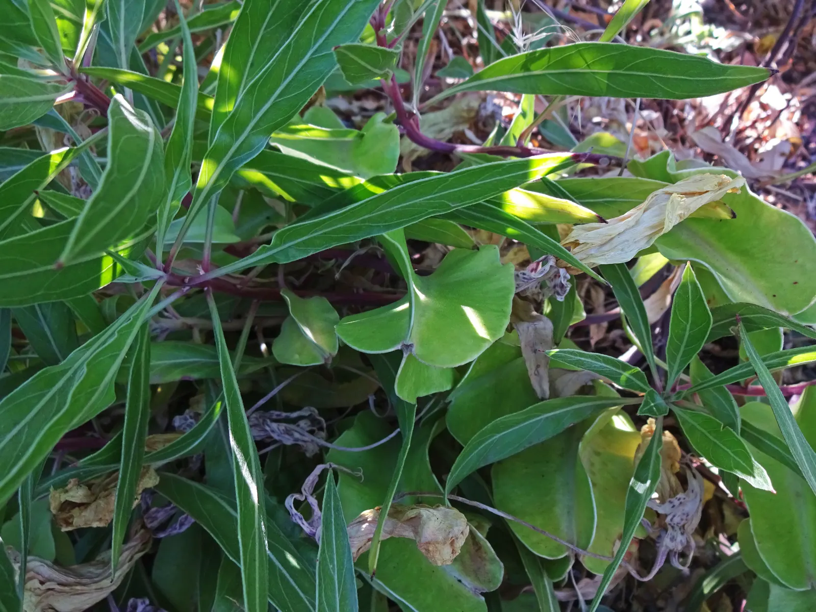 Missouri Primrose (Oenothera Missourensis) — is a captivating perennial that brings a distinctive splash of color to any landscape project