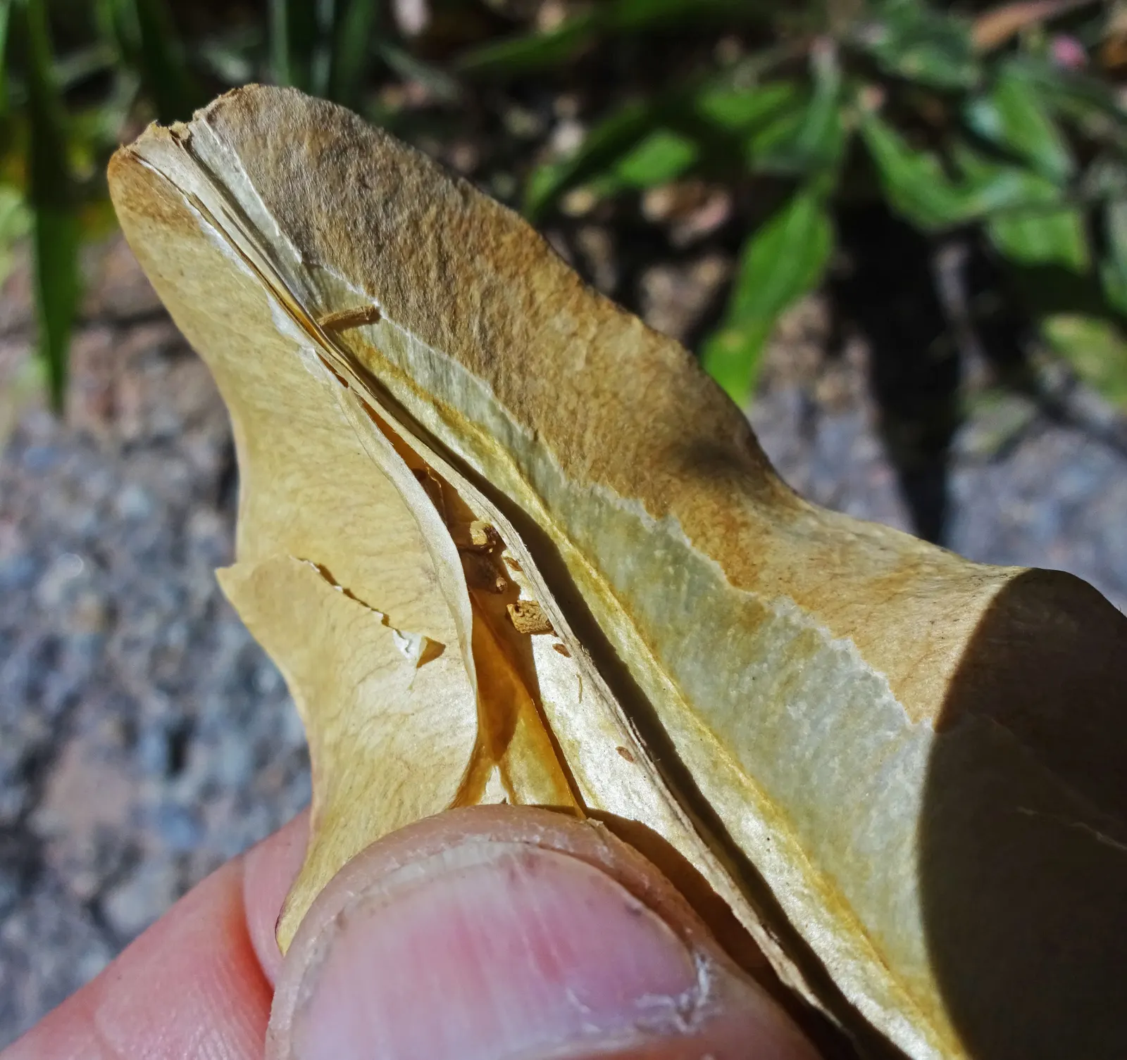 Missouri Primrose (Oenothera Missourensis) — scientifically known as Oenothera missouriensis