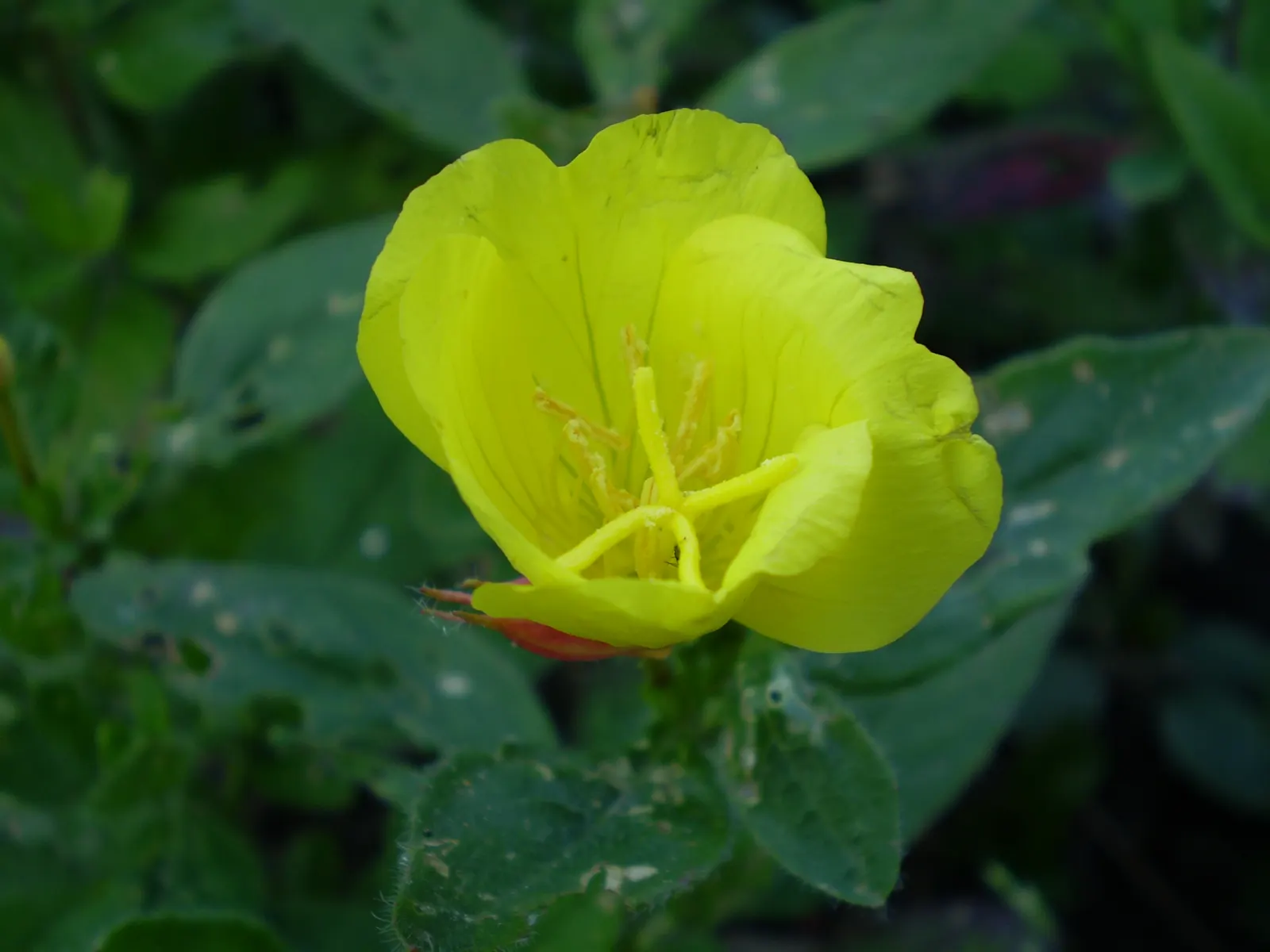 Missouri Primrose (Oenothera Missourensis) — forming eye-catching basal rosettes; add this drought-tolerant beauty to a xeriscape or dry area