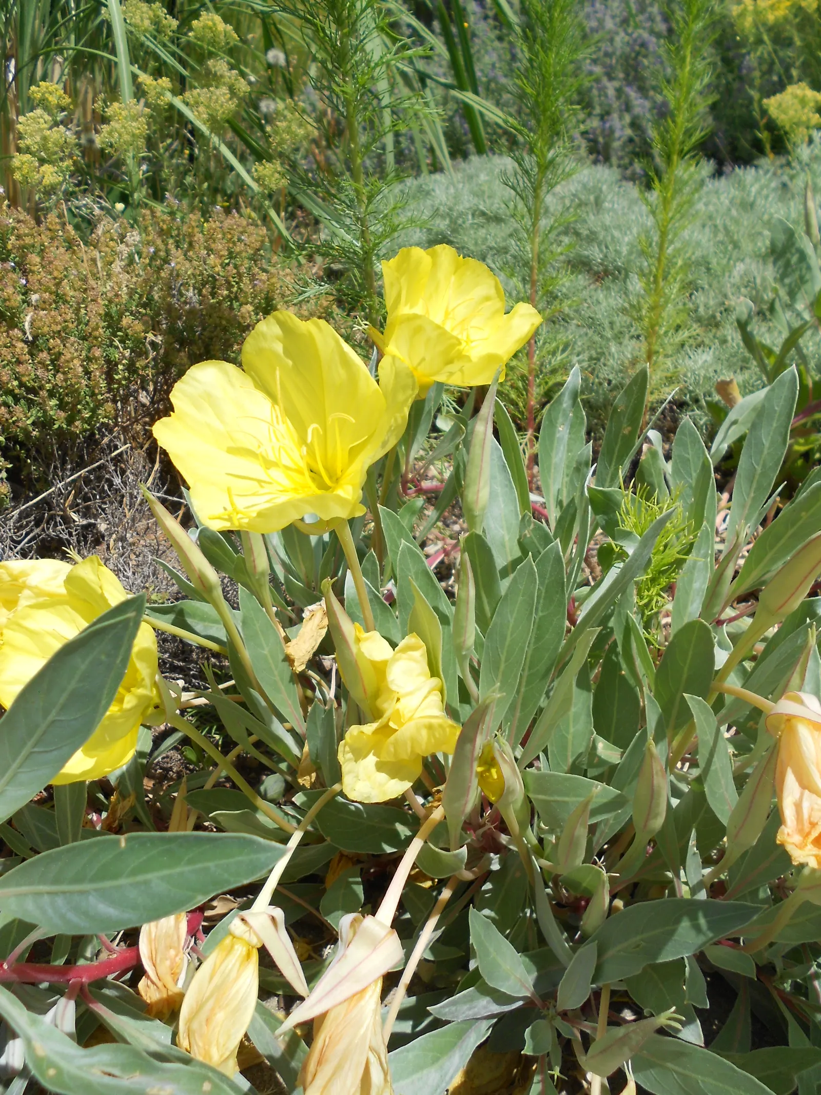 Missouri Primrose (Oenothera Missourensis) — The foliage is characterized by lance-shaped leaves