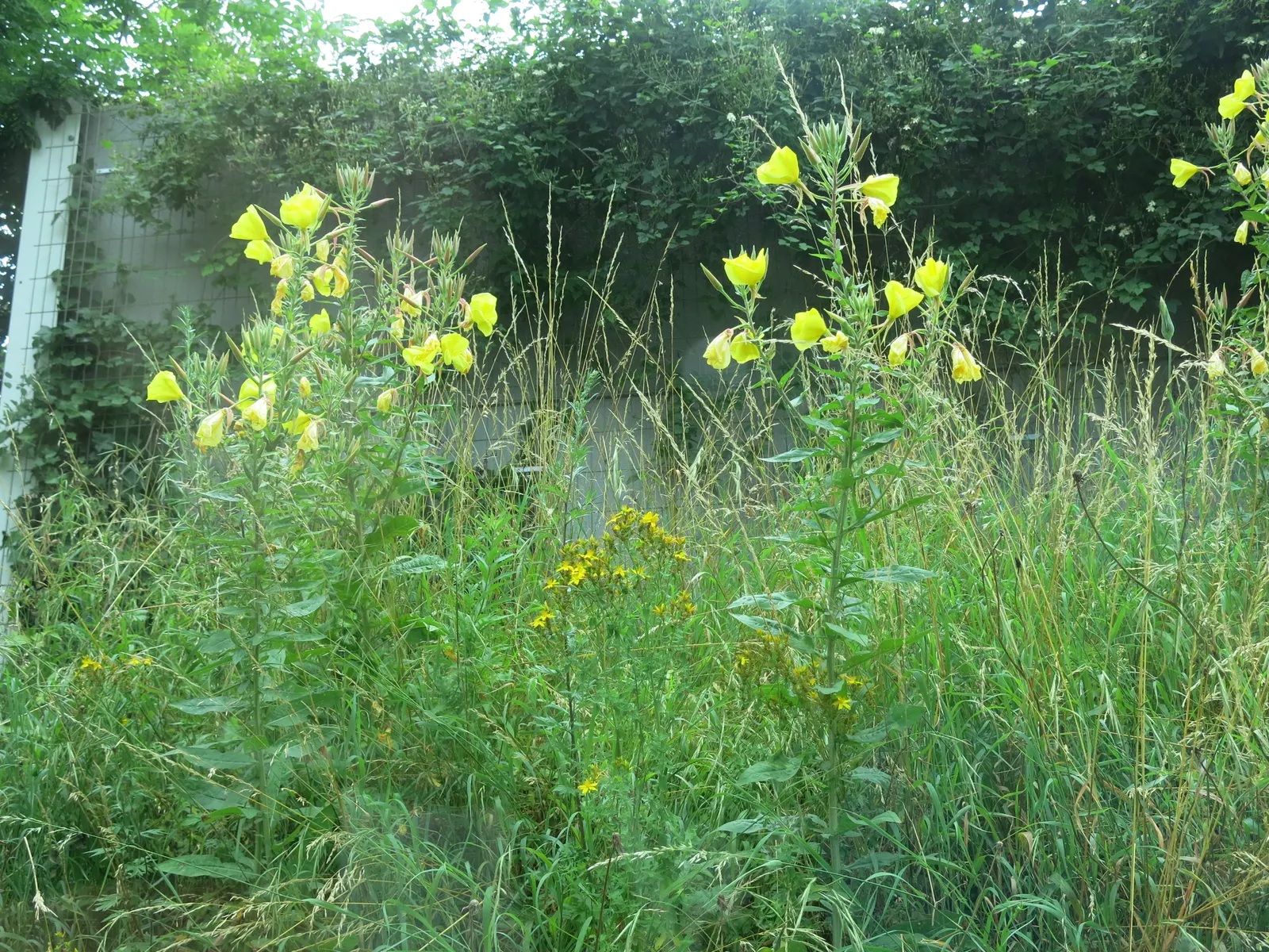 Missouri Primrose (Oenothera Missourensis) — knowing that once established; minimal maintenance is needed