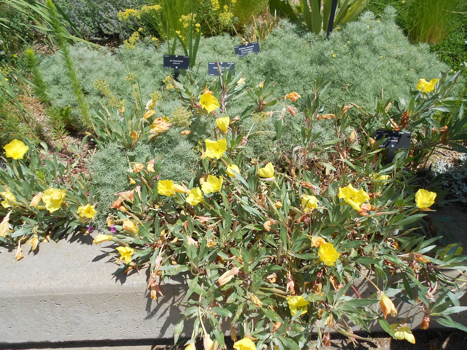 Missouri Primrose (Oenothera Missourensis) — This resilient native of central North America thrives in U.S