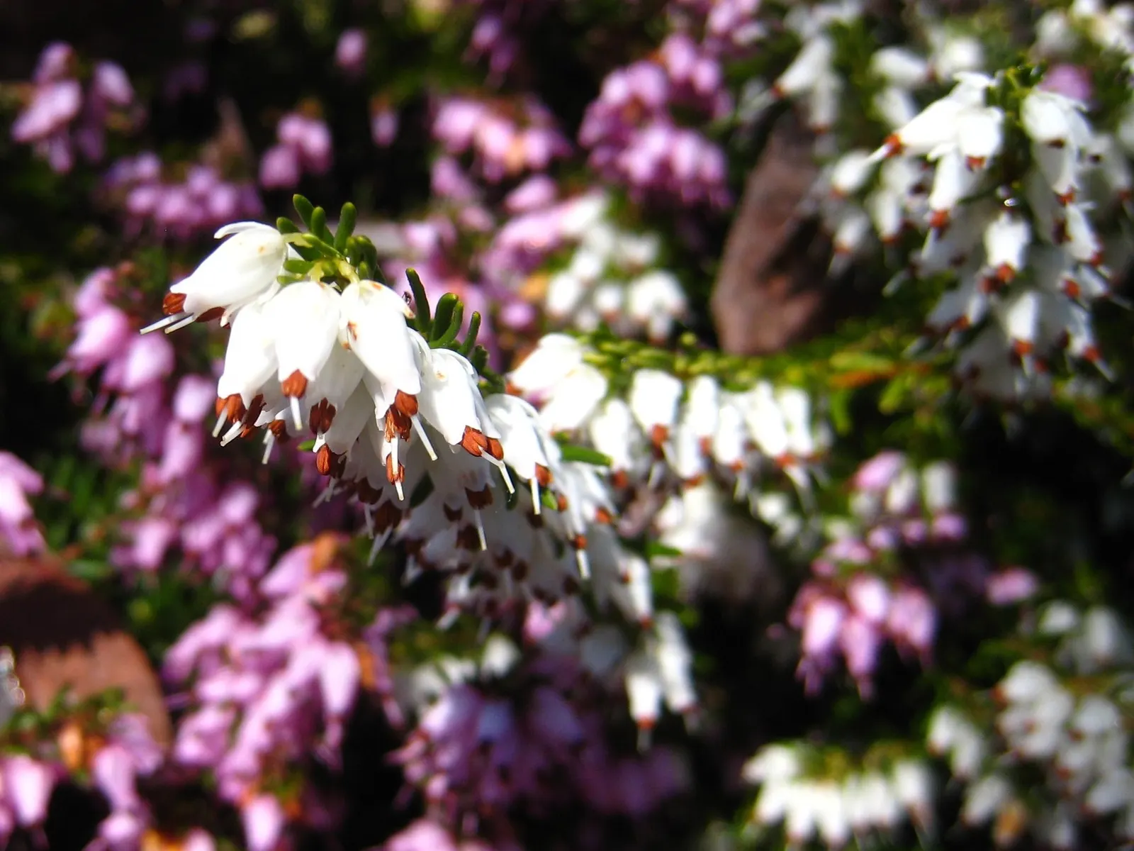 Darley Dale Heath (Erica X Darleyensis 'Mediterranean White) — Ideal for borders and rockeries