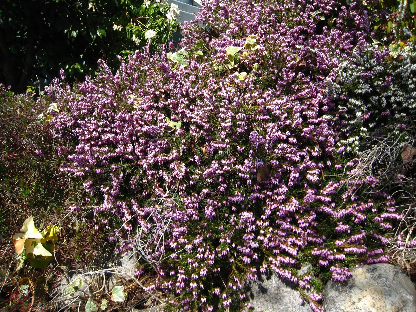 Darley Dale Heath (Erica X Darleyensis 'Mediterranean White) — it thrives in full sun to partial shade