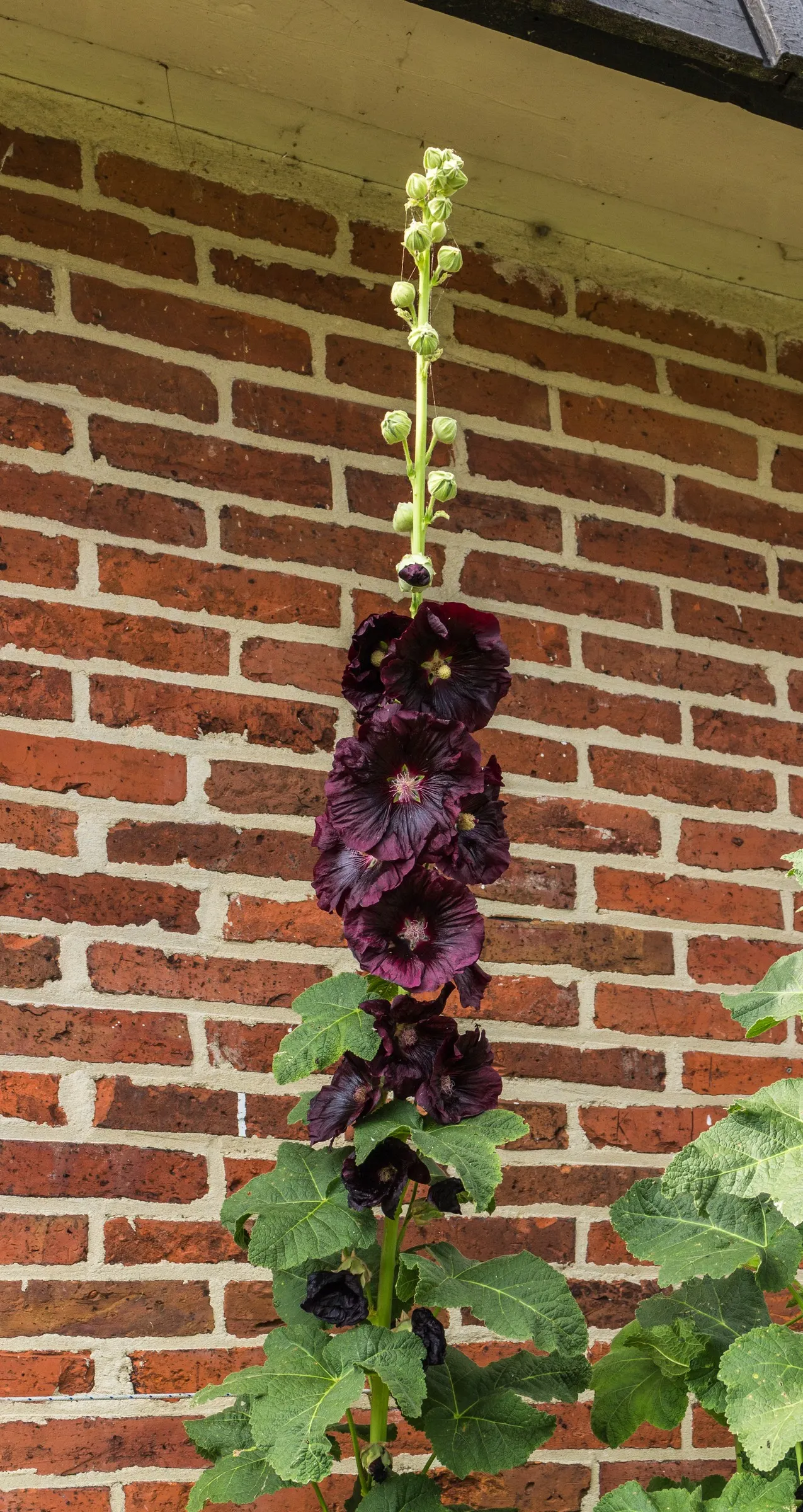 Hollyhock (Alcea Rosea) — but they also attract beneficial pollinators such as bees and butterflies; each flower spanning an average of 3 to 5, image 70