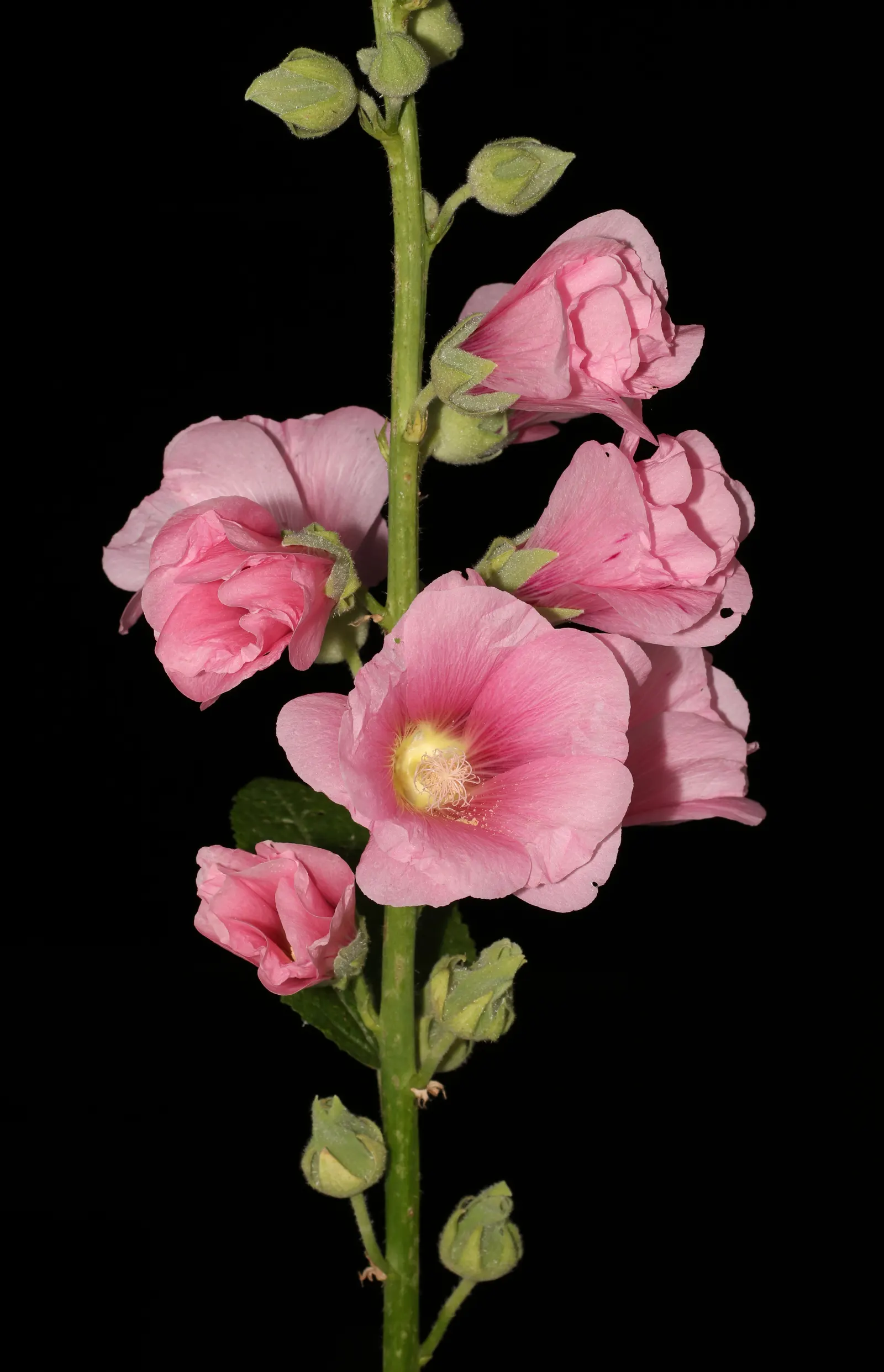 Hollyhock (Alcea Rosea) — It attracts pollinators and adds vertical interest to borders or as a background plant; is an eye-catching herbaceous, image 55