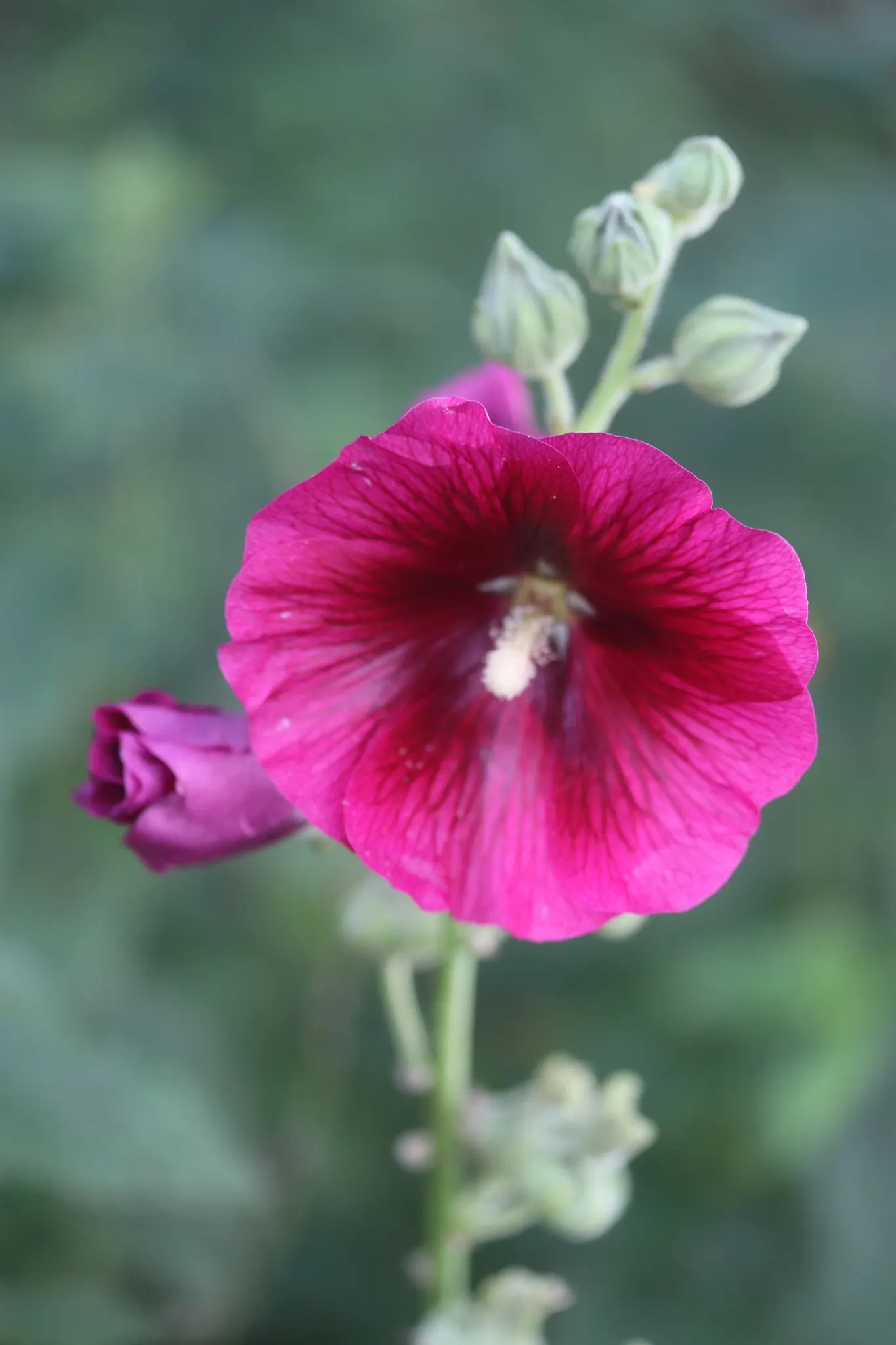 Hollyhock (Alcea Rosea) — The range of colors is broad, image 63