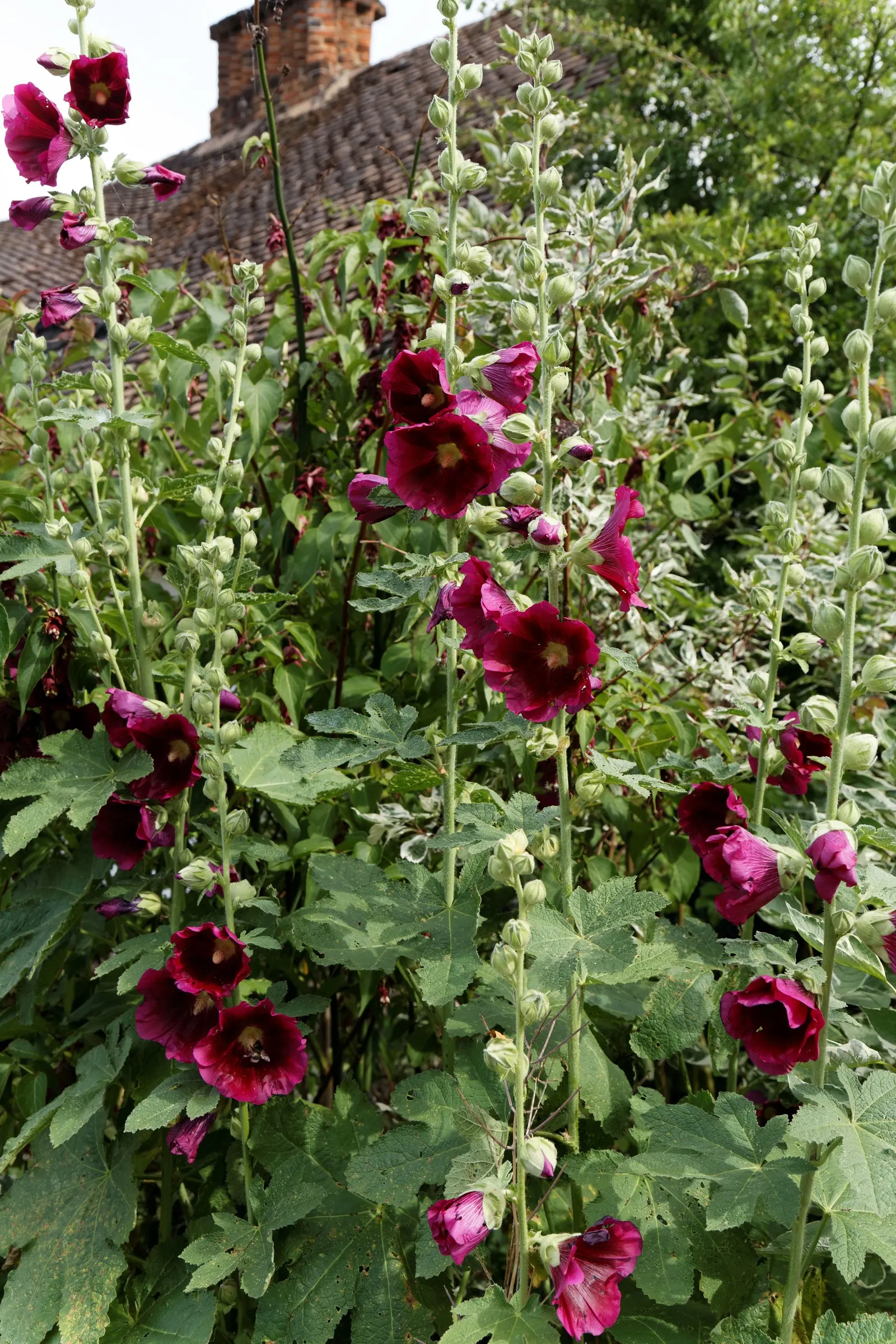 Hollyhock (Alcea Rosea) — scientifically known as Alcea rosea; and yellow.<br><br>Blooming from mid-summer to early fall, image 56