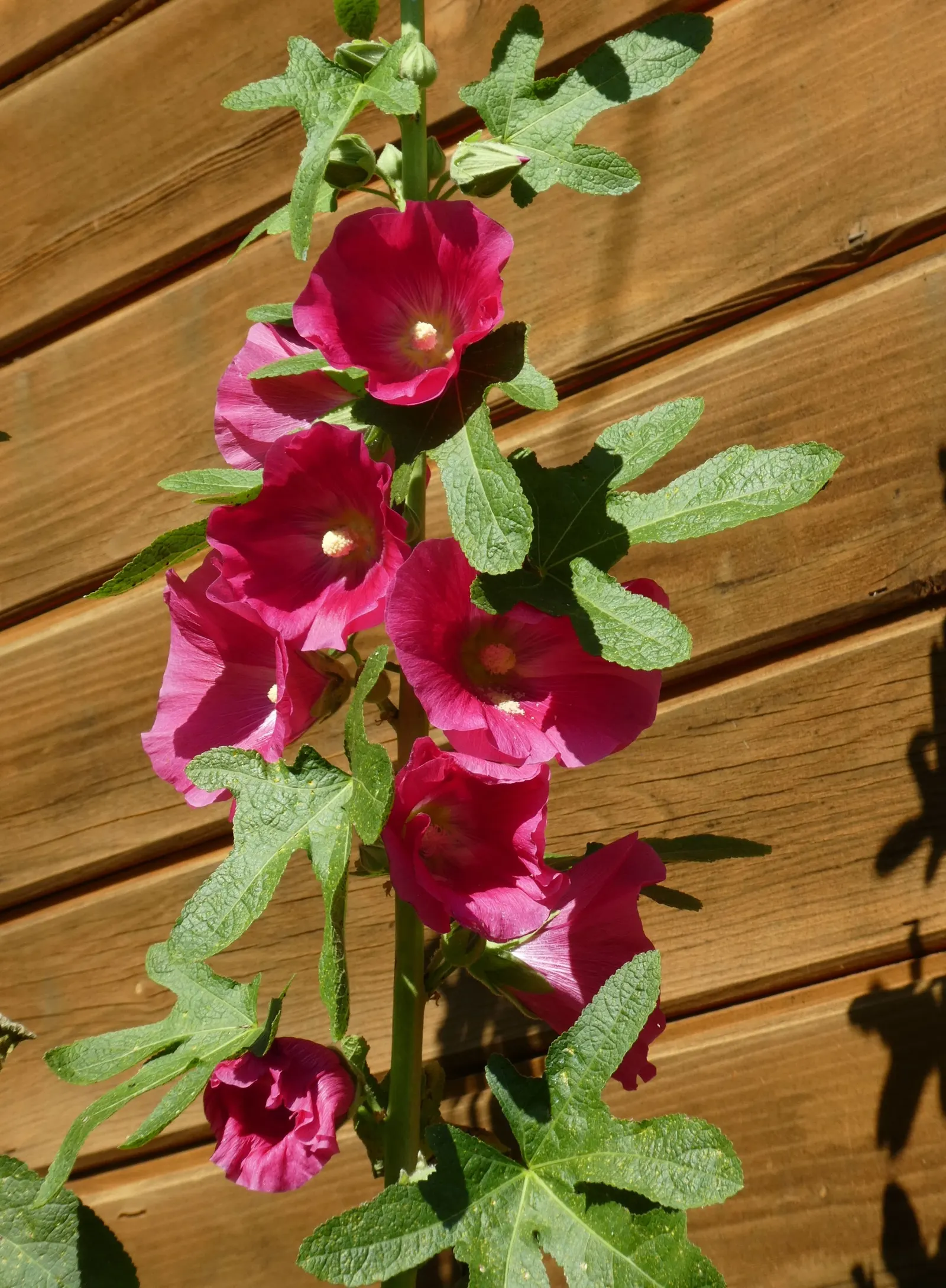 Hollyhock (Alcea Rosea) — and yellow.<br><br>Blooming from mid-summer to early fall; but they also attract beneficial pollinators such as bees and, image 64
