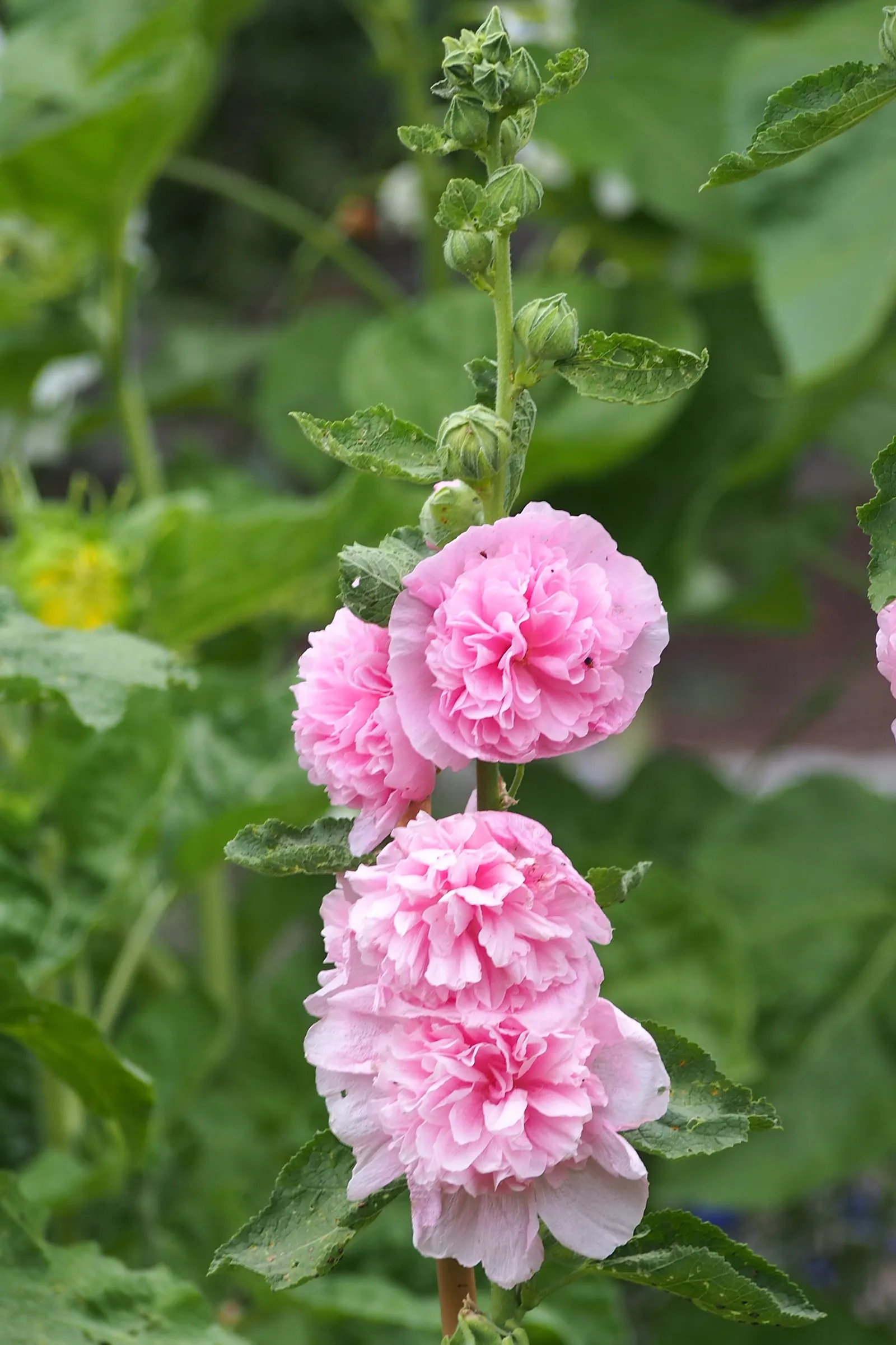 Hollyhock (Alcea Rosea) — is an ornamental biennial known for its towering presence; plant in well-drained soil at 18-24 inch intervals, image 101